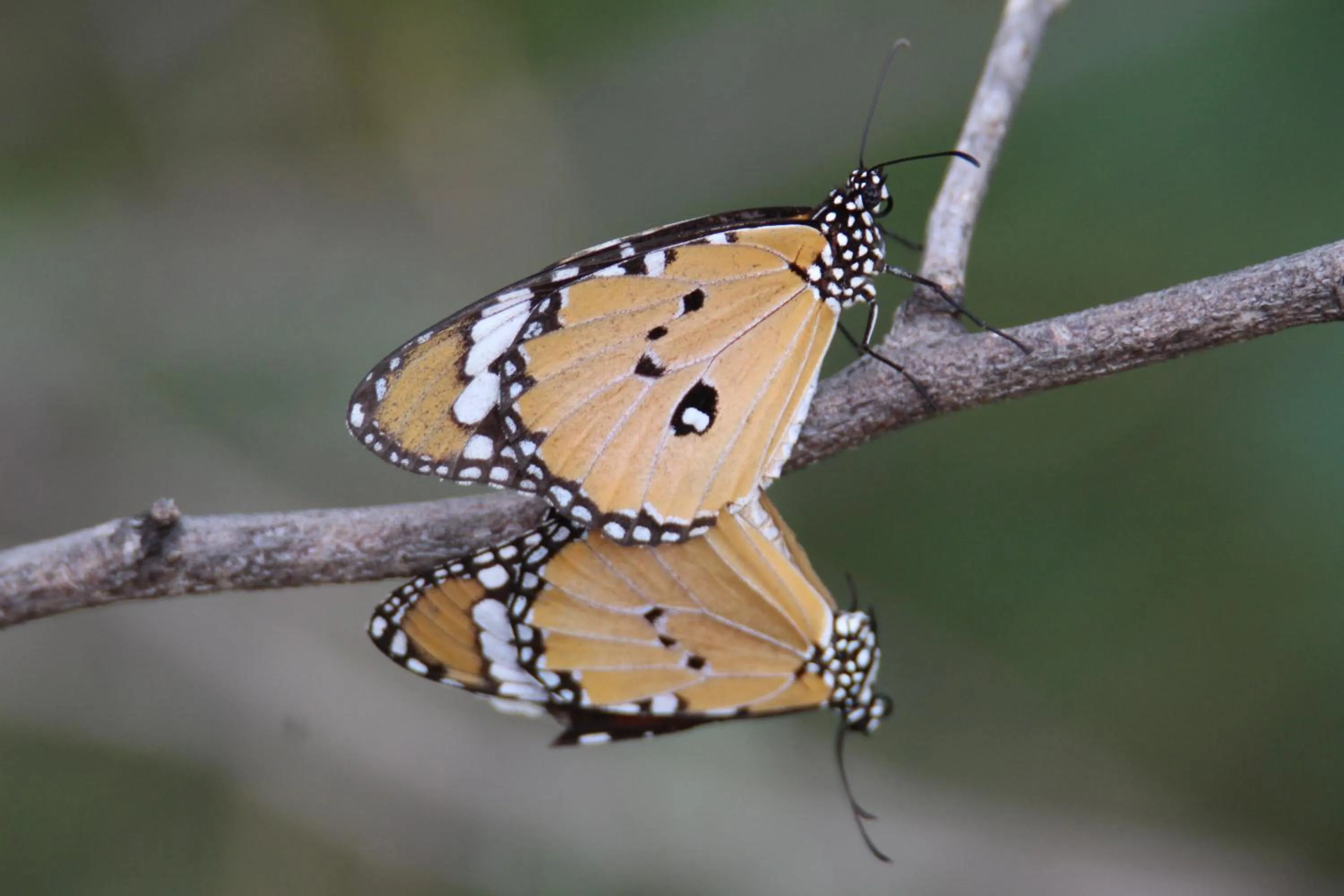 The Blackbuck Trails Velavadar