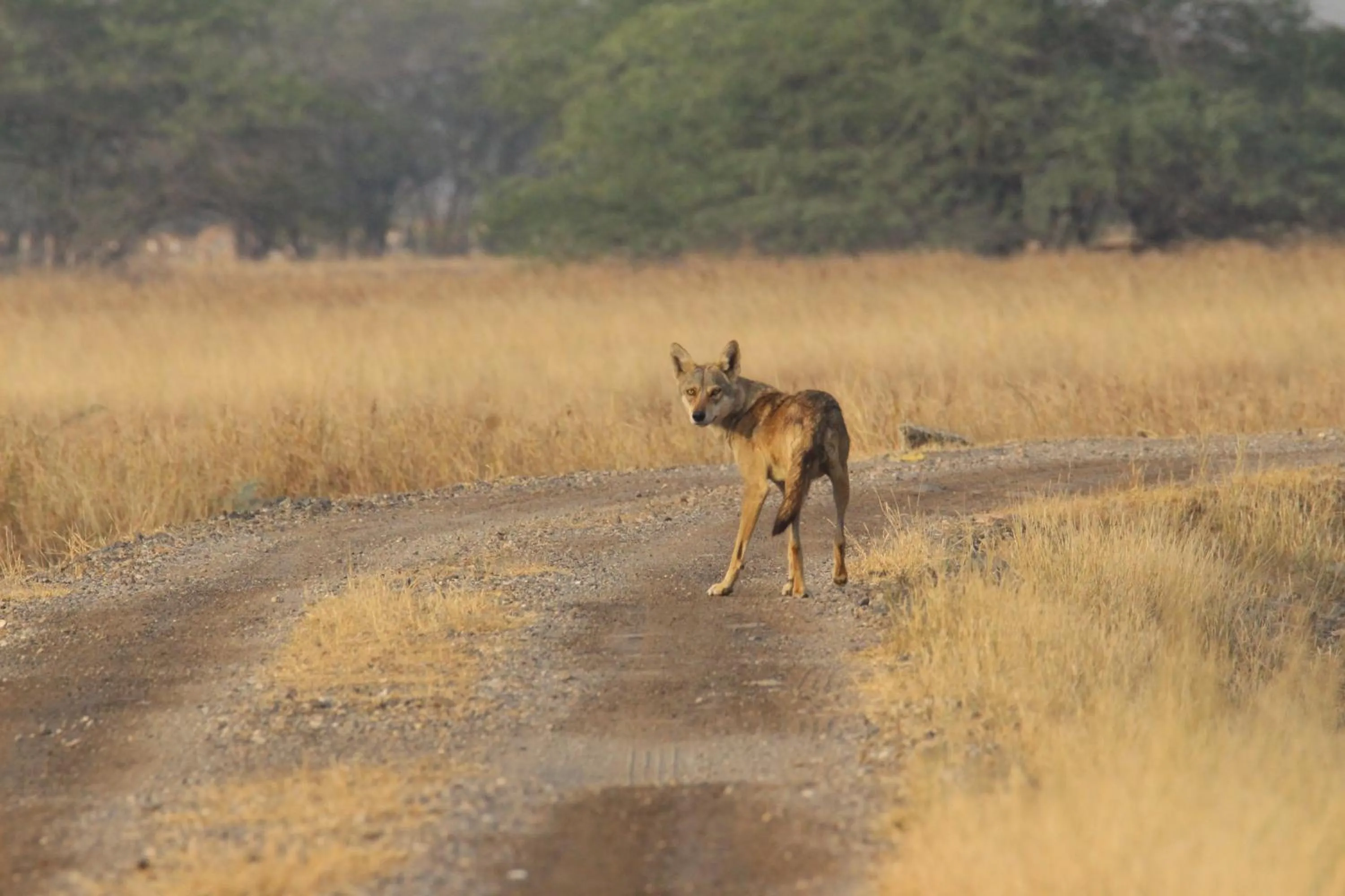The Blackbuck Trails Velavadar