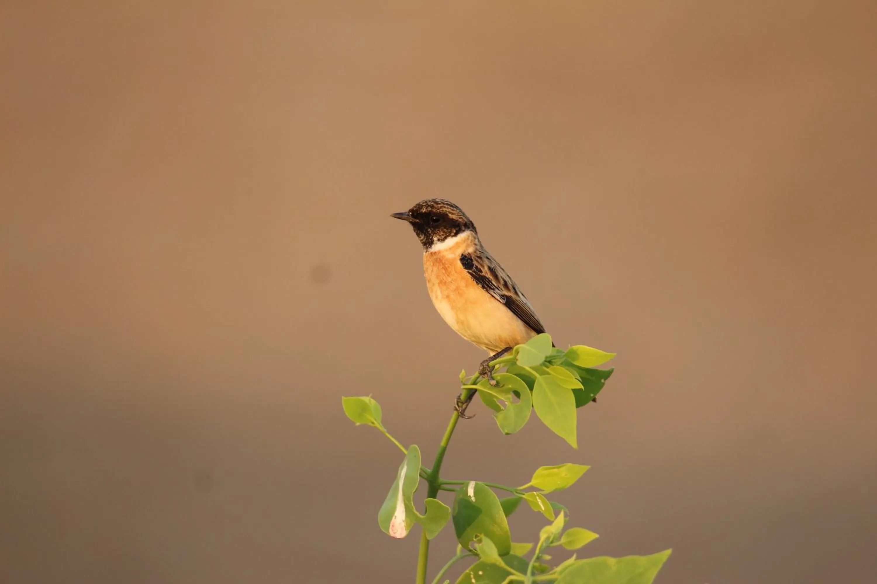 The Blackbuck Trails Velavadar