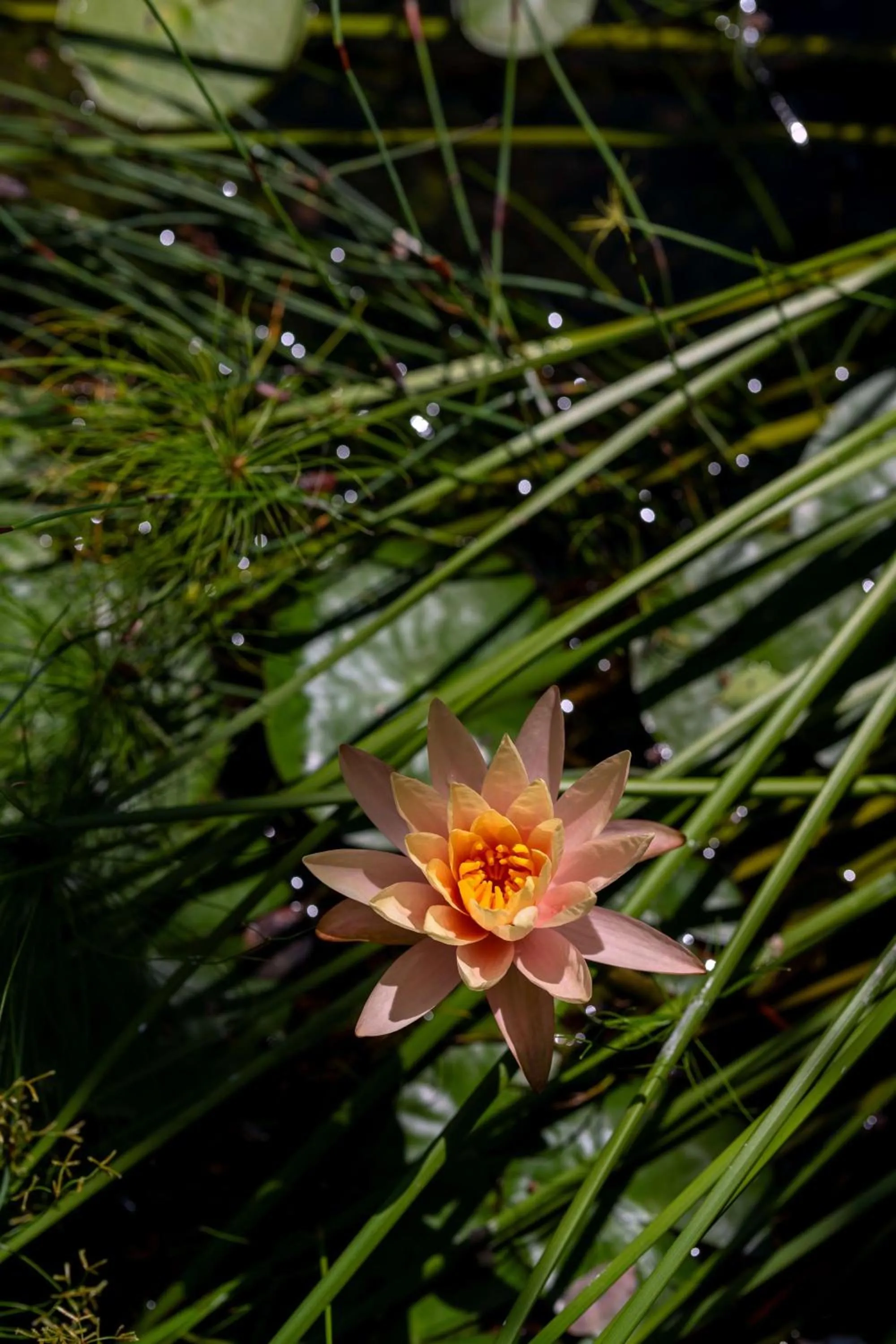 Other in Radisson Safari Hotel Hoedspruit