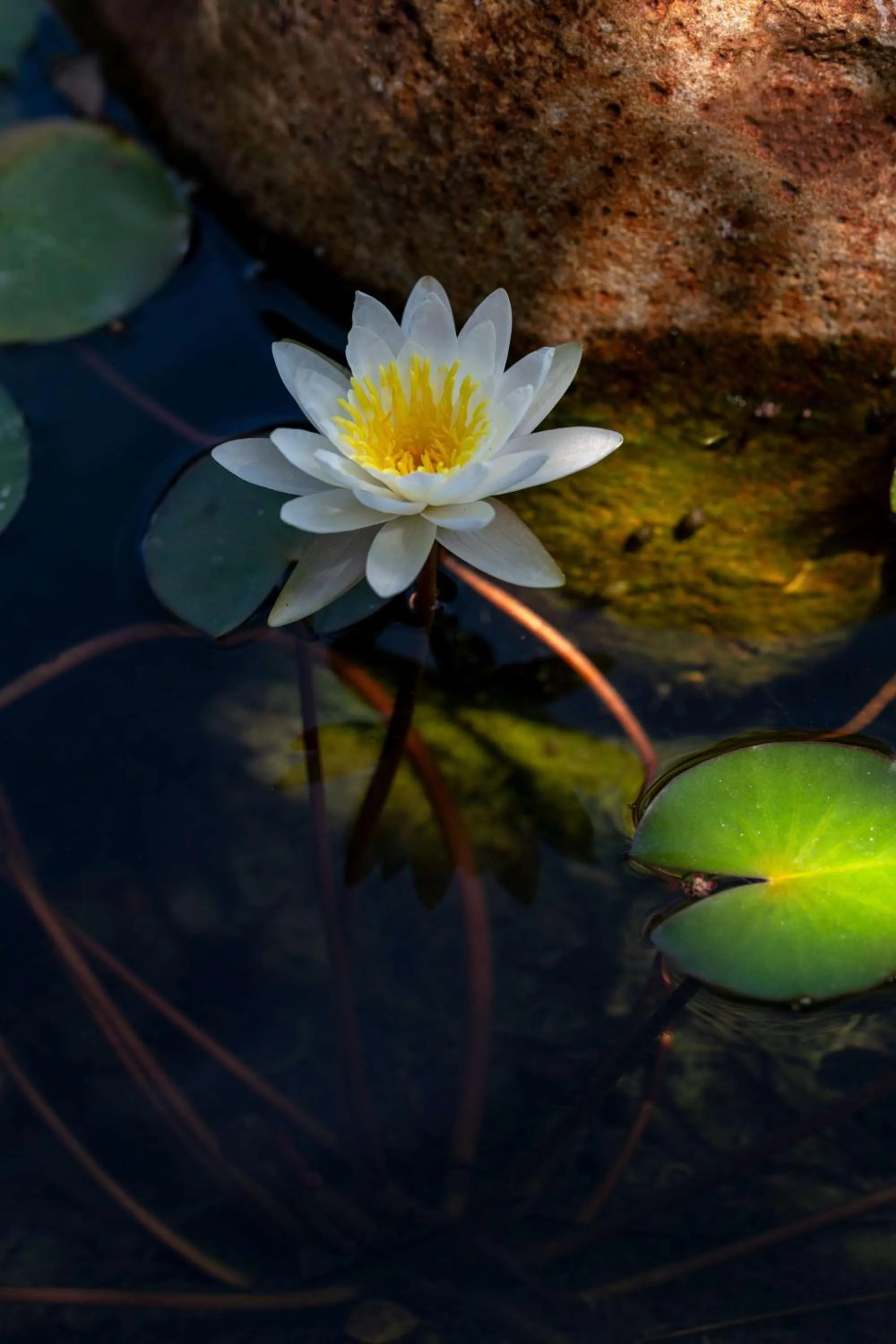 Other in Radisson Safari Hotel Hoedspruit