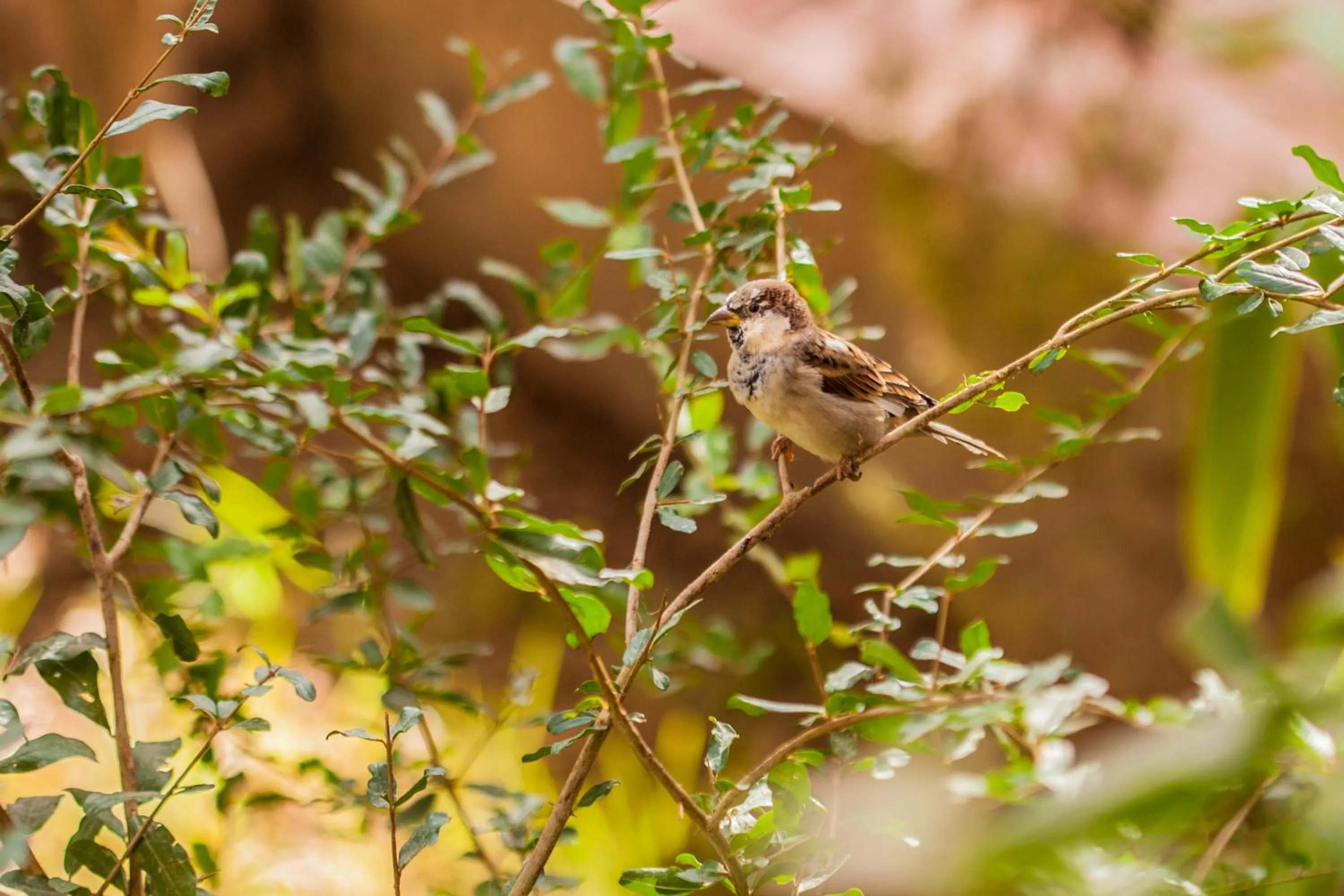 Animals in Riad Soleil du Monde