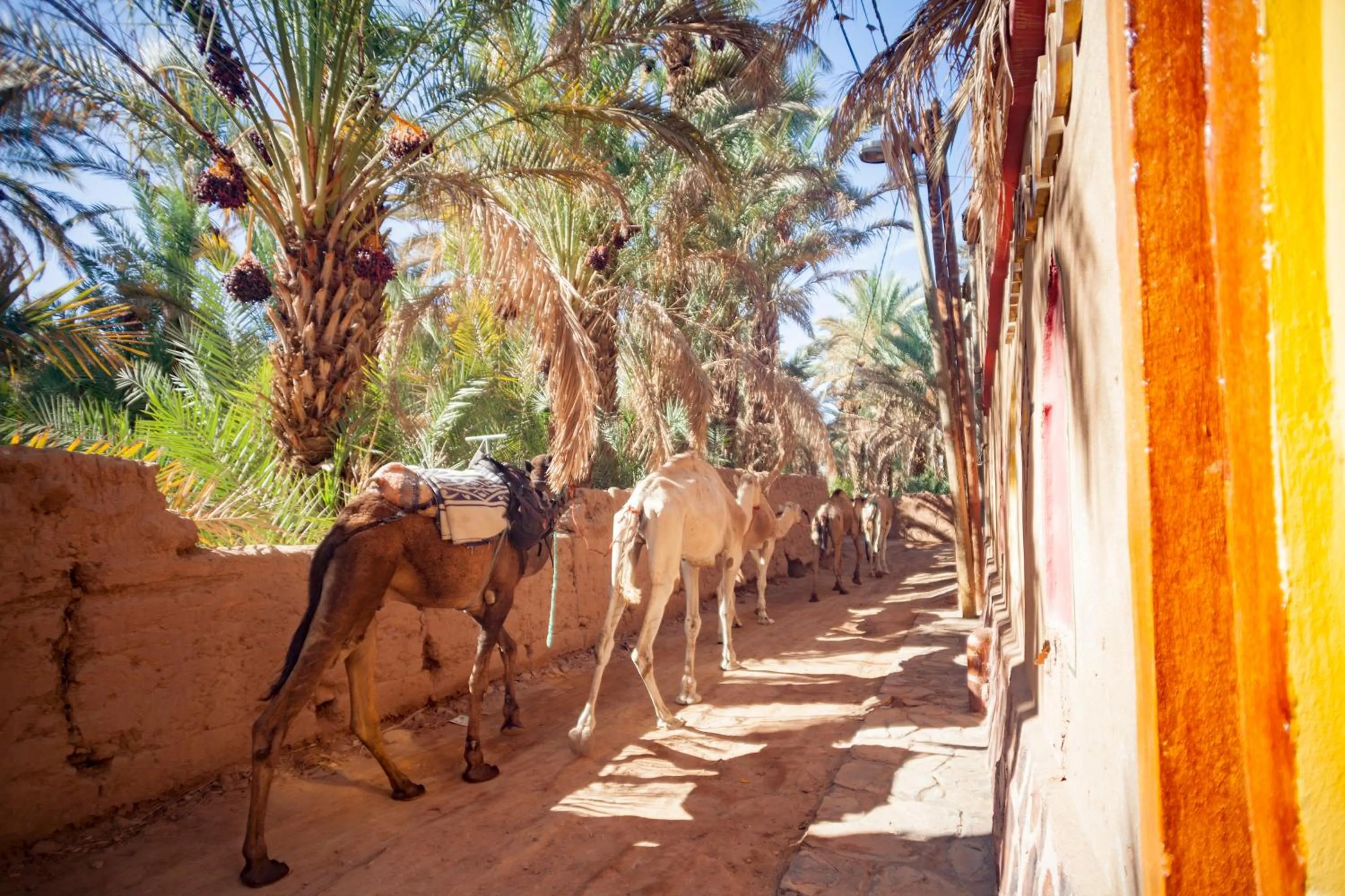 Animals in Riad Soleil du Monde