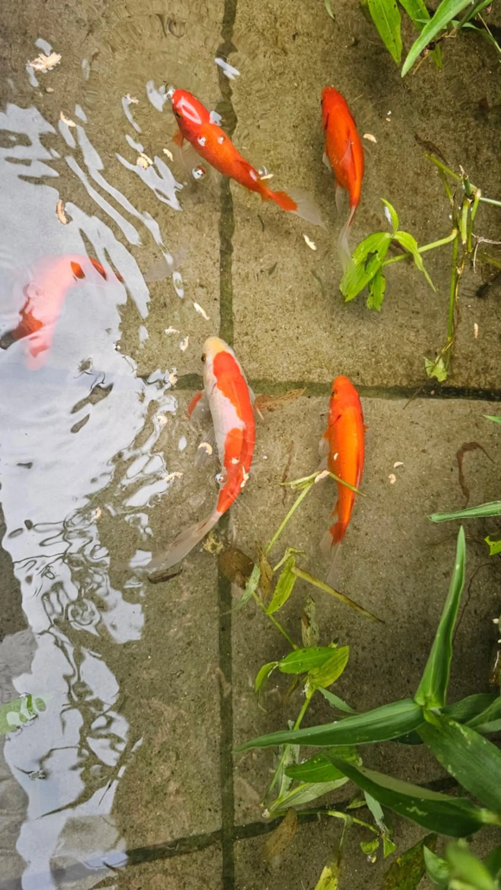 Garden in Shire Heritage hotel