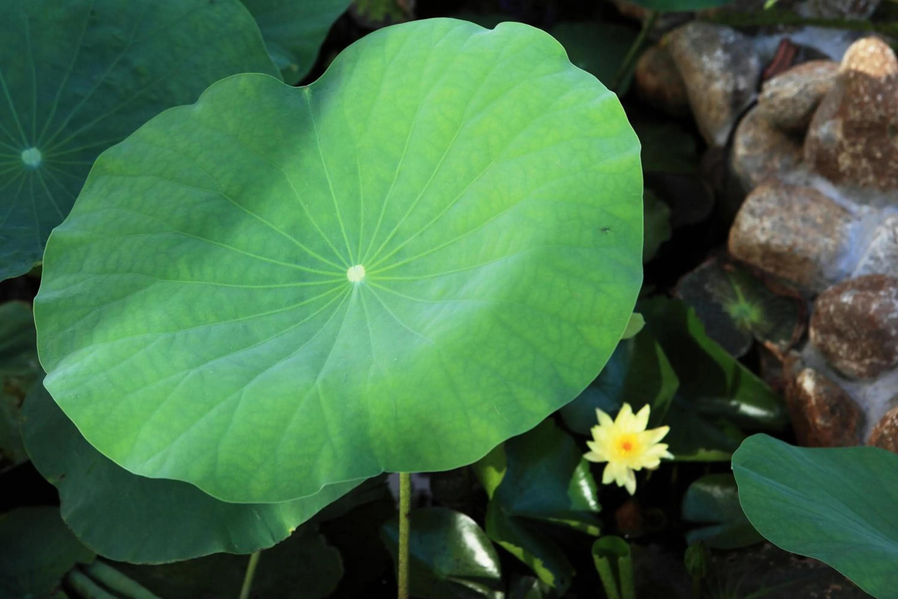 Garden in East West Villa