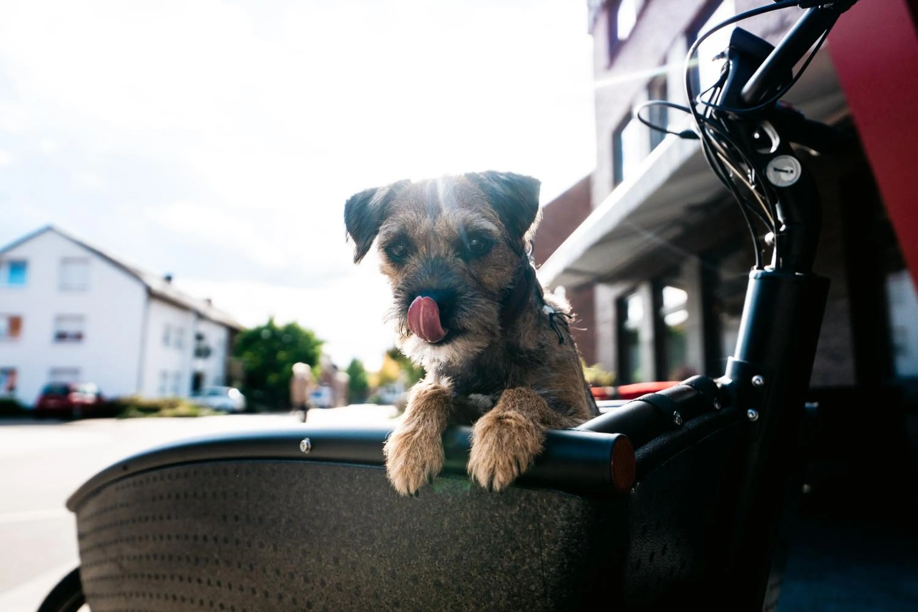 Pets in INSIDE Nordhorn by Hackmann