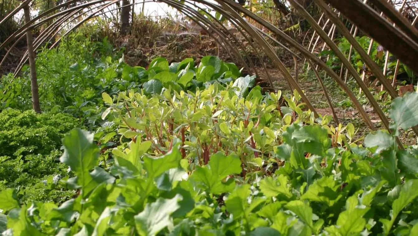 Garden in Tiger Mountain Pokhara Lodge