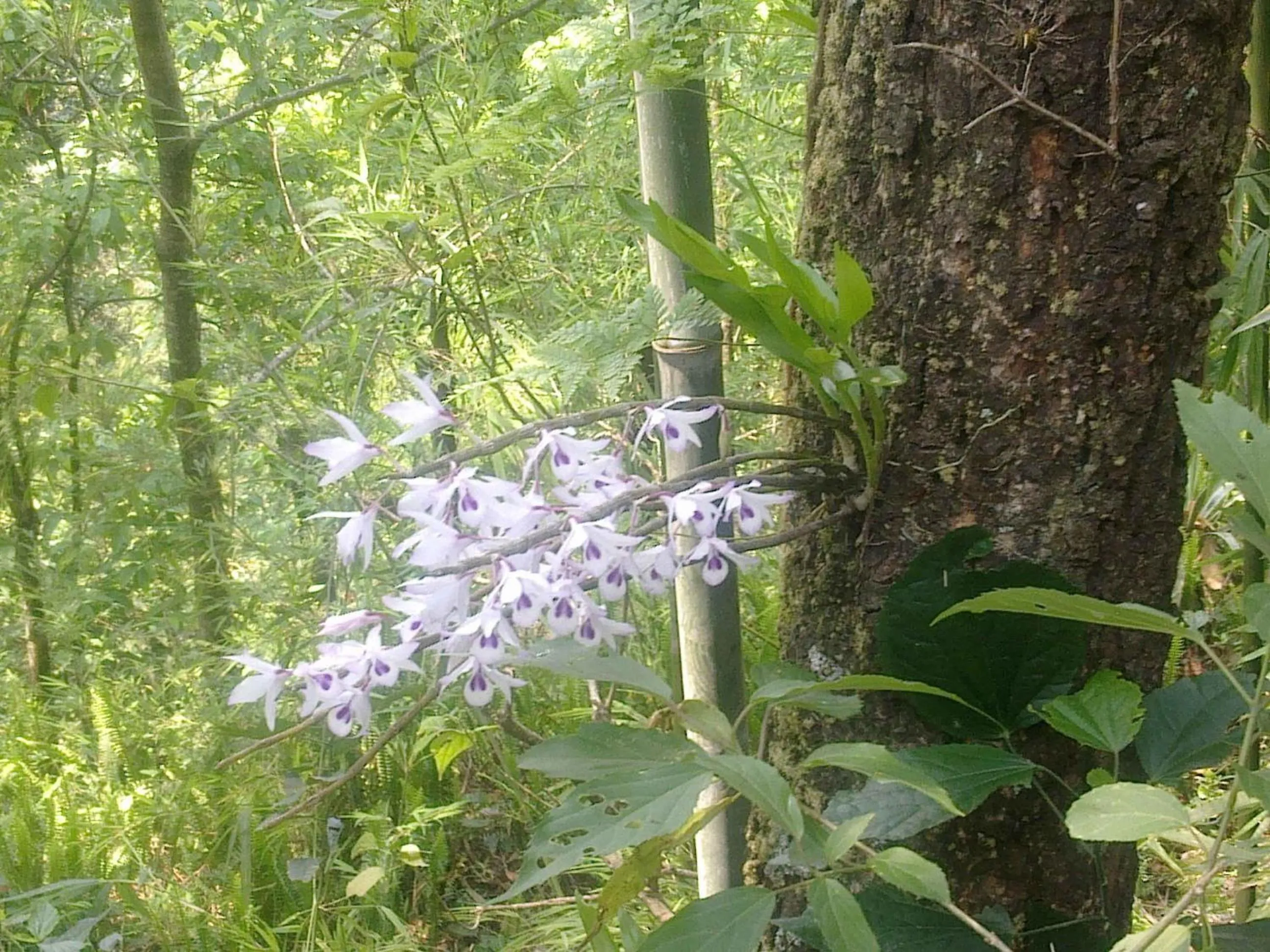 Spring in Tiger Mountain Pokhara Lodge