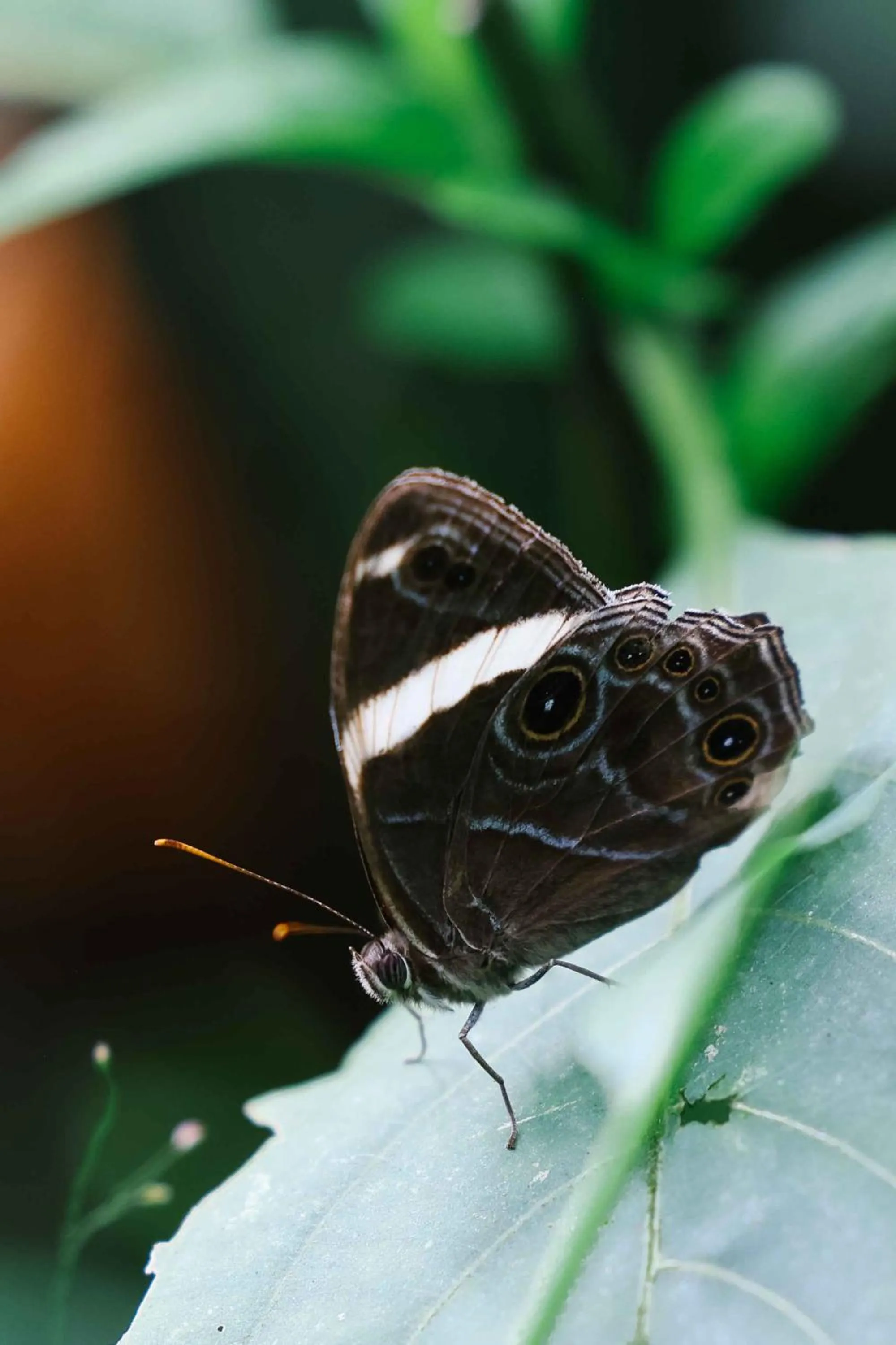 Tiger Mountain Pokhara Lodge