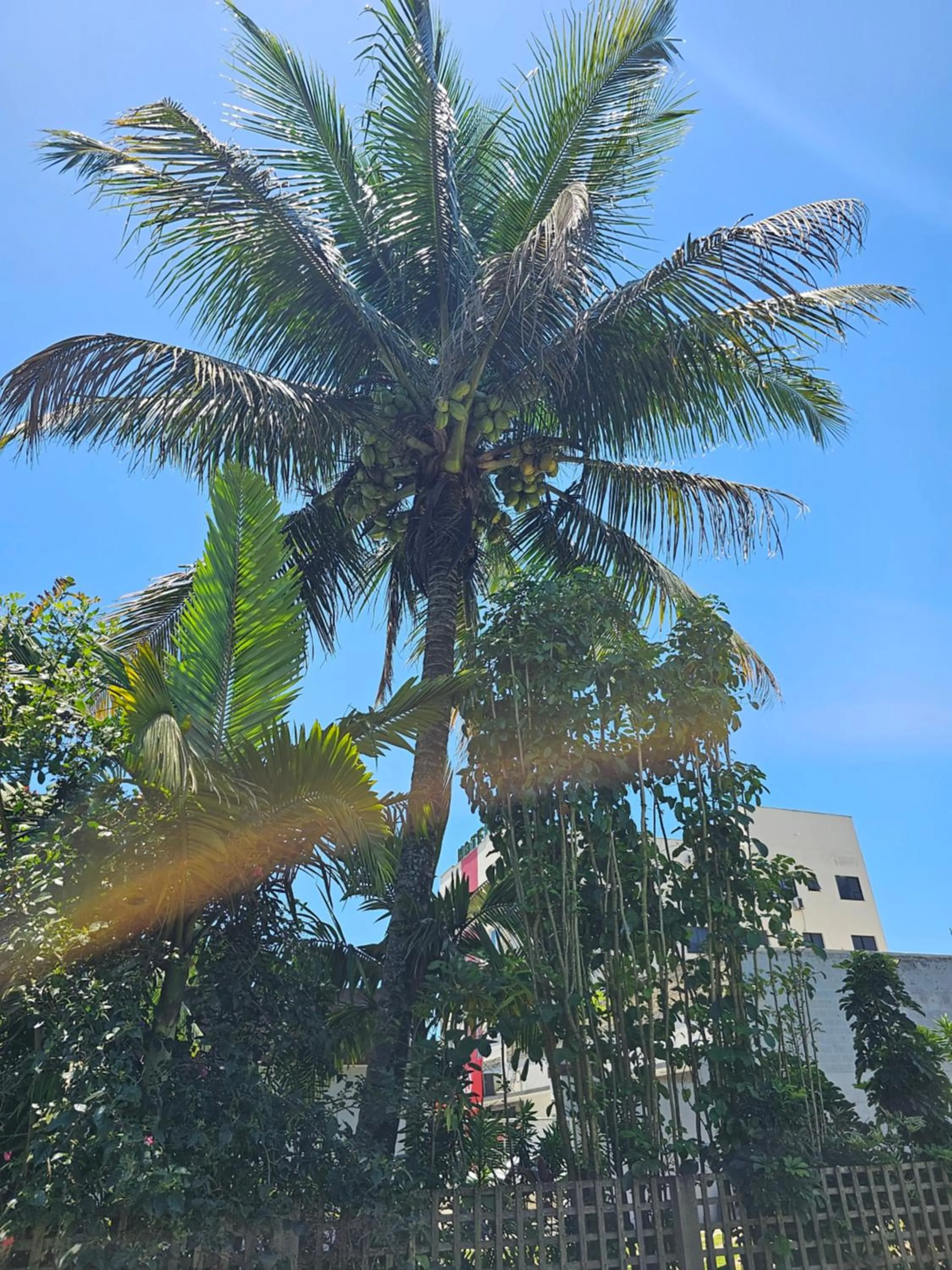 Garden view in HOTEL INDIANO