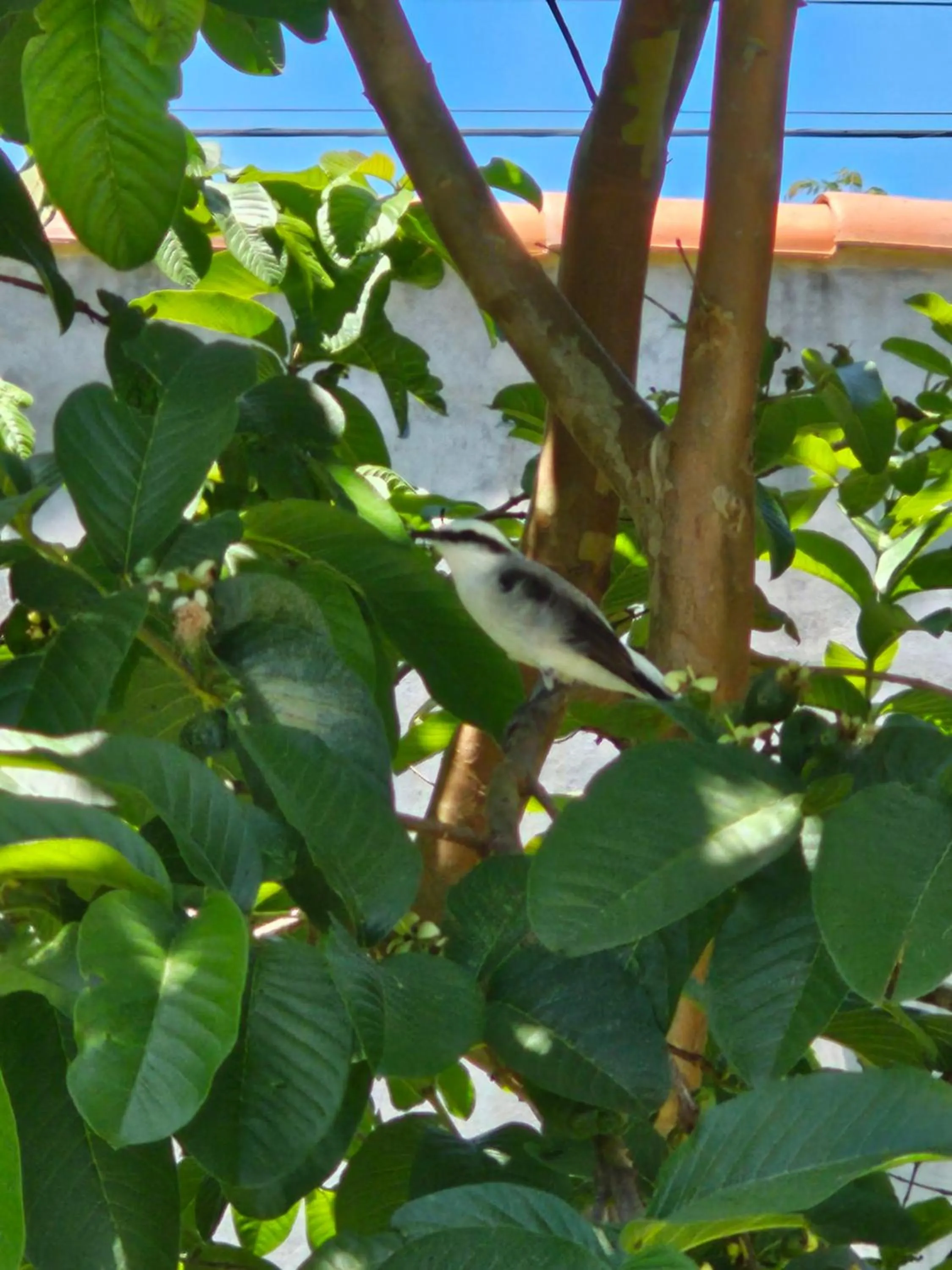 Animals in HOTEL INDIANO