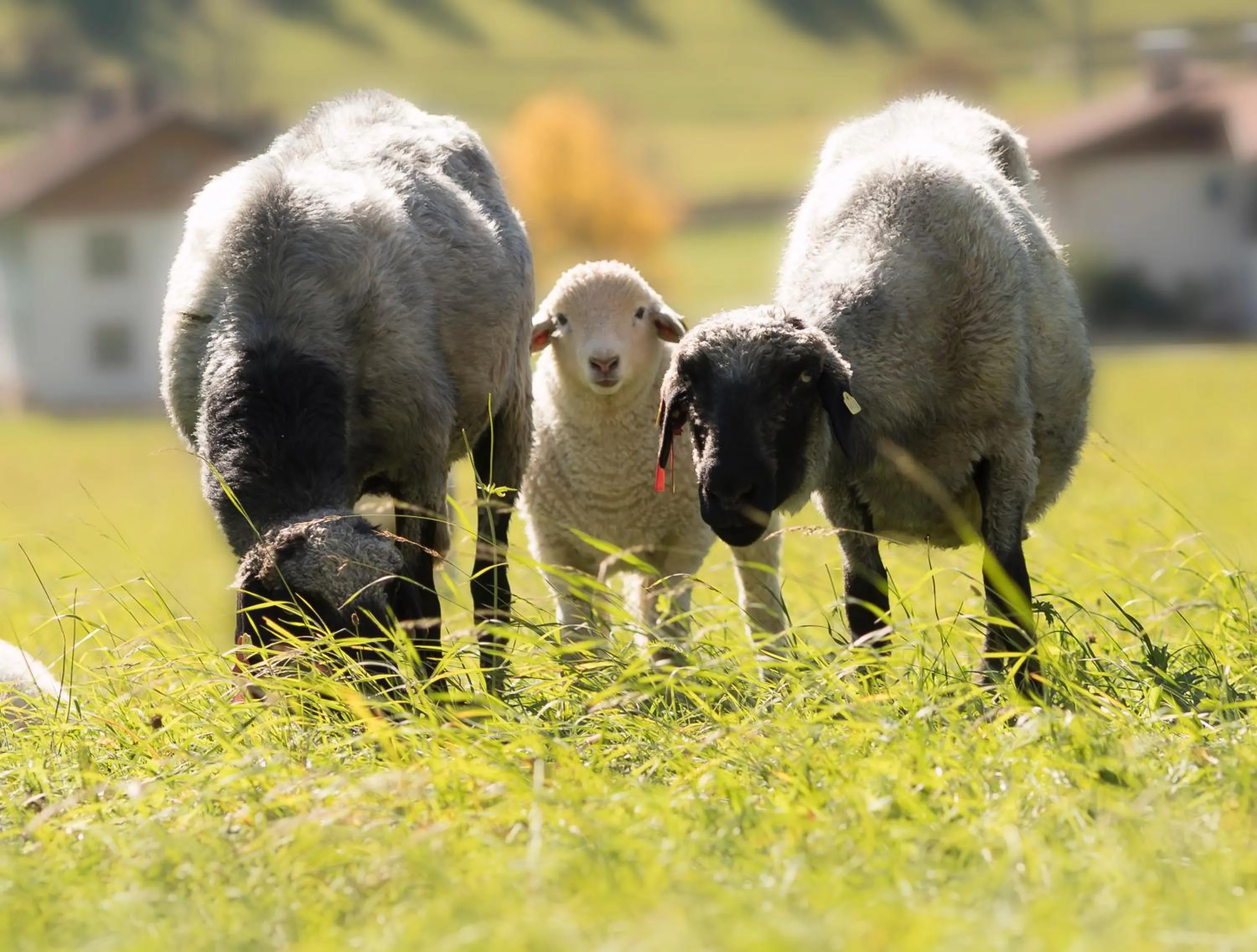 Natural landscape in Der Brückenwirt