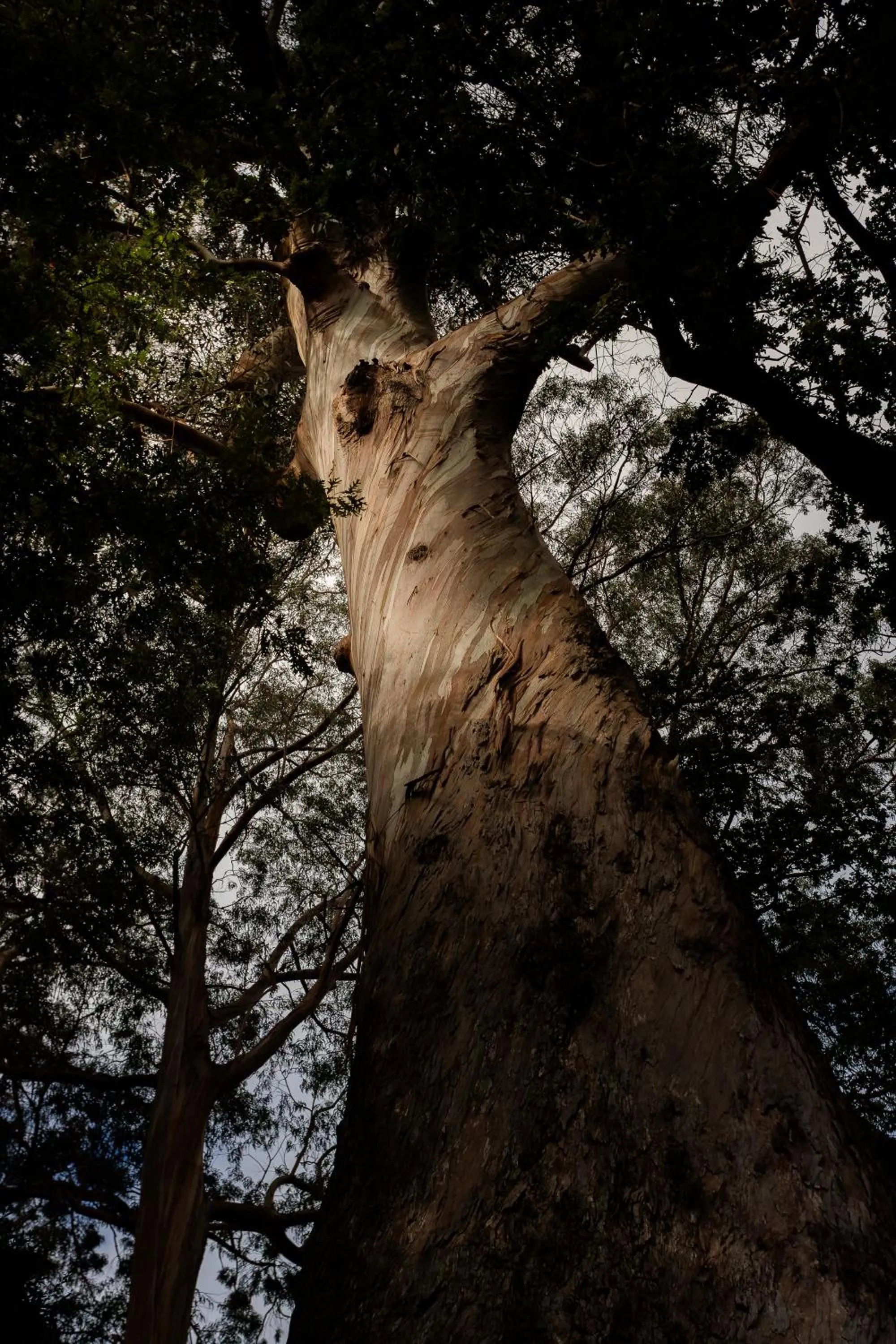 Garden in BIO Hotel - Hotel Quinta da Serra