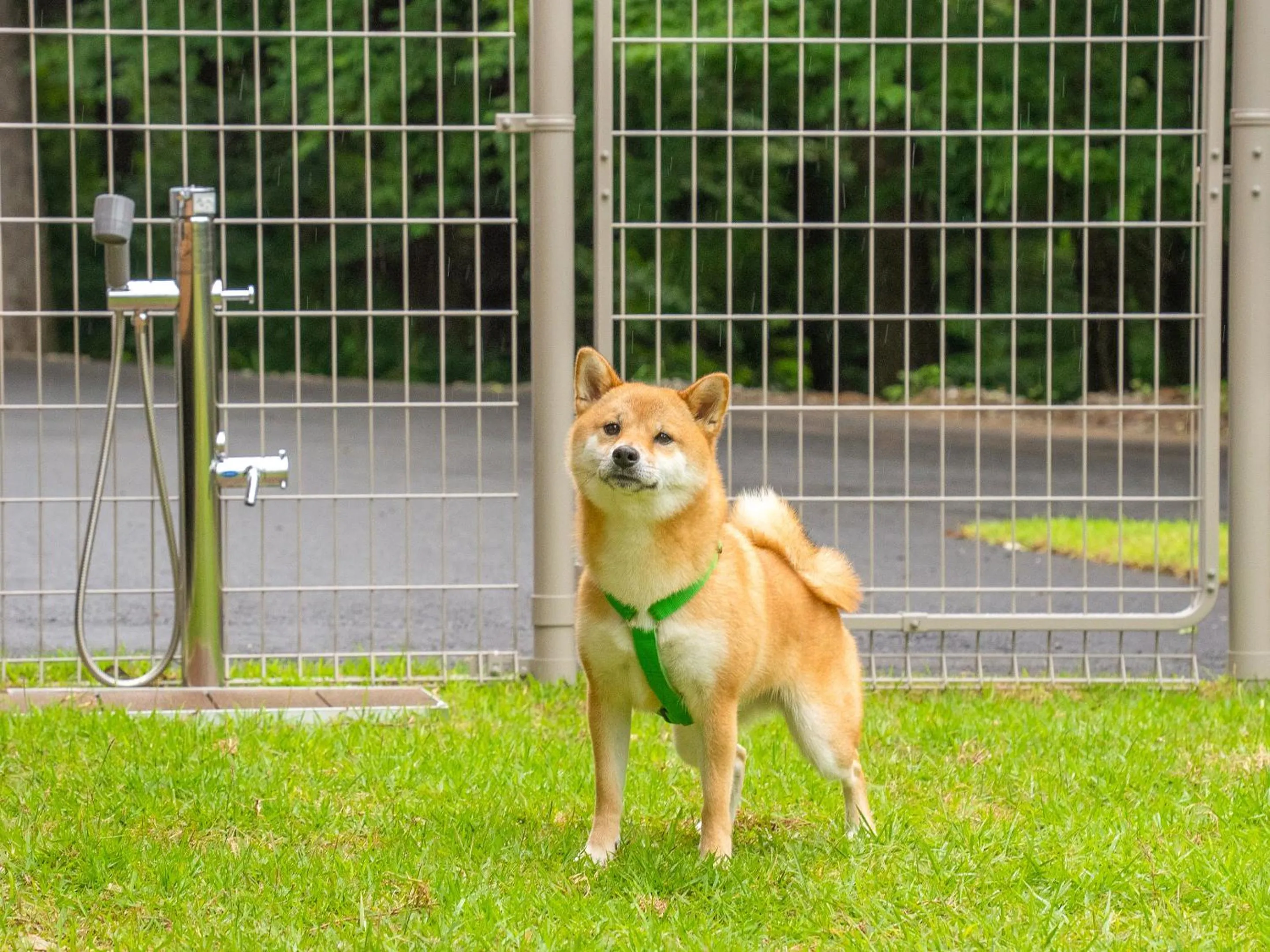 Animals in Rakuten STAY VILLA Aso Kurokawa