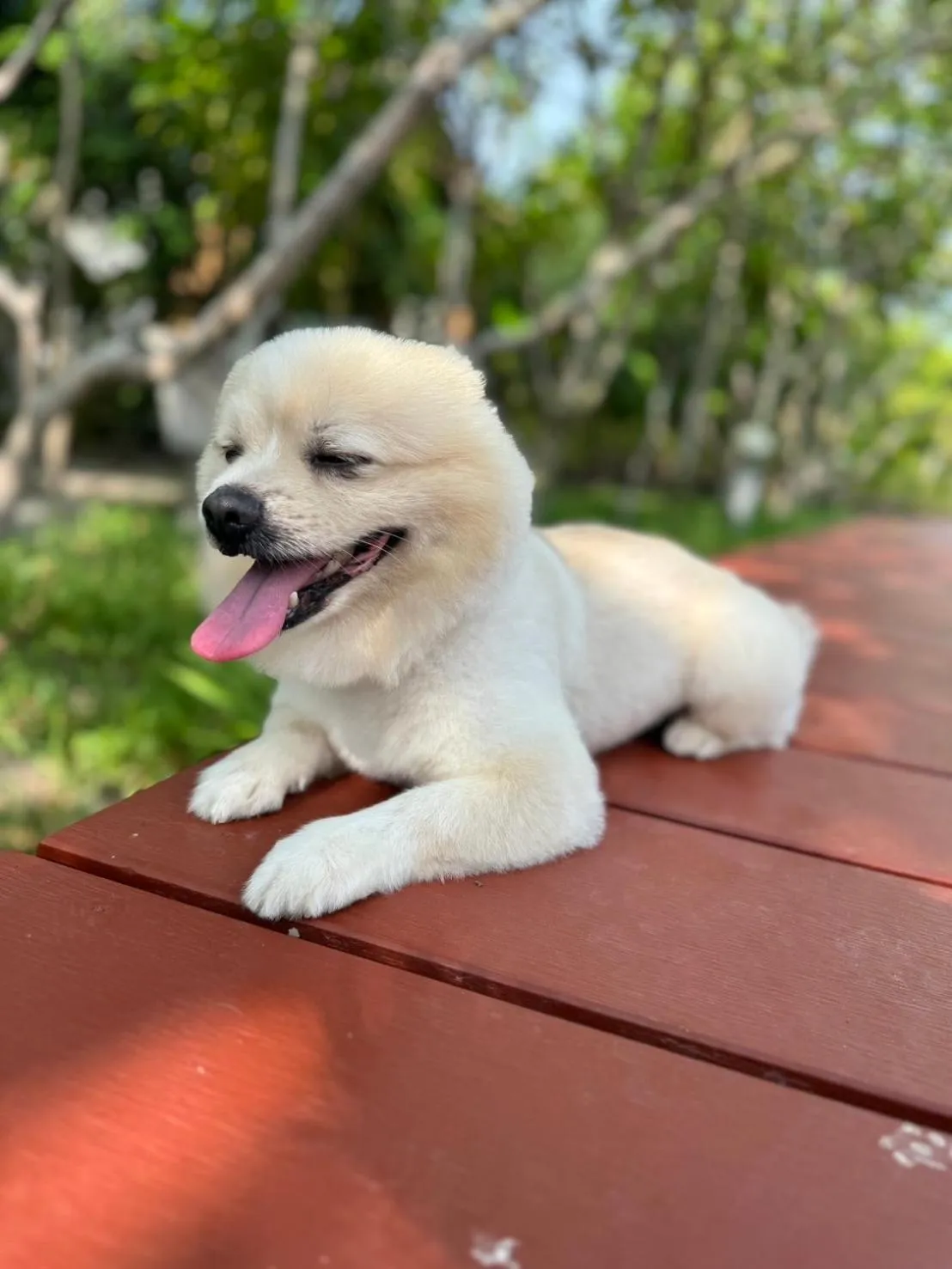 Pets in The Beatles Lagoon