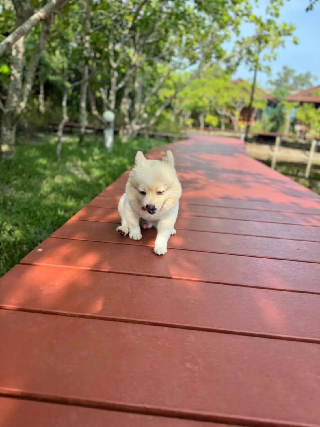 pet friendly in The Beatles Lagoon