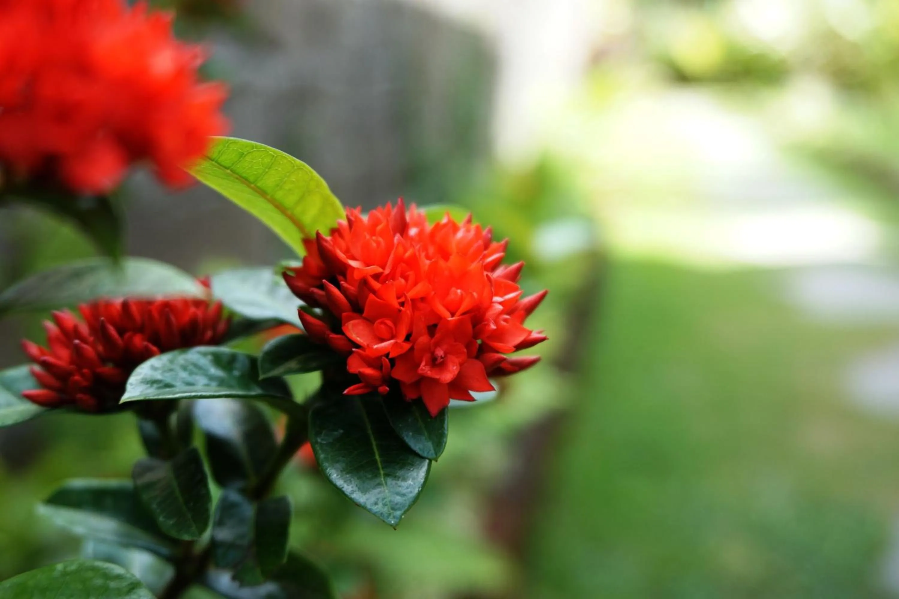 Garden in Louto Dmell Villa & Deluxe