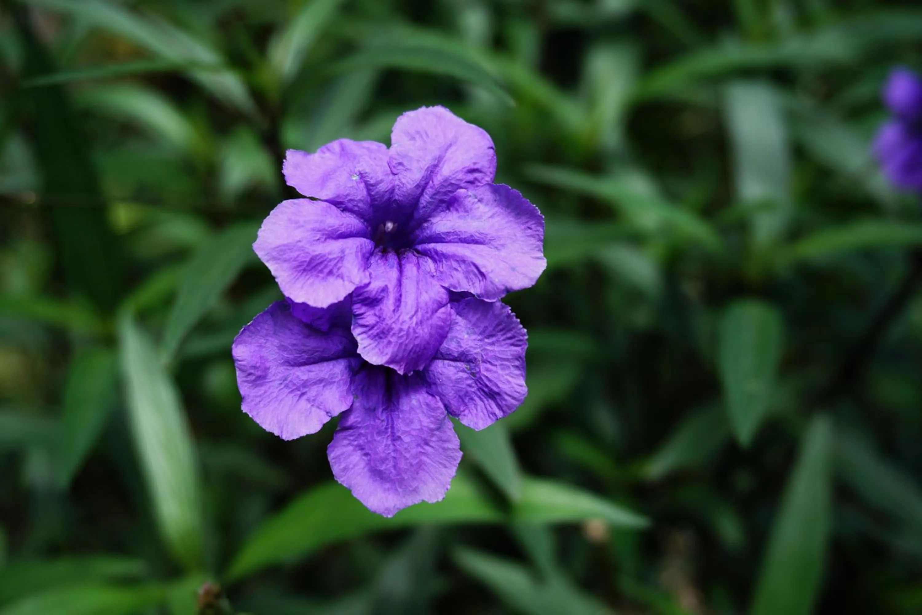 Garden in Louto Dmell Villa & Deluxe