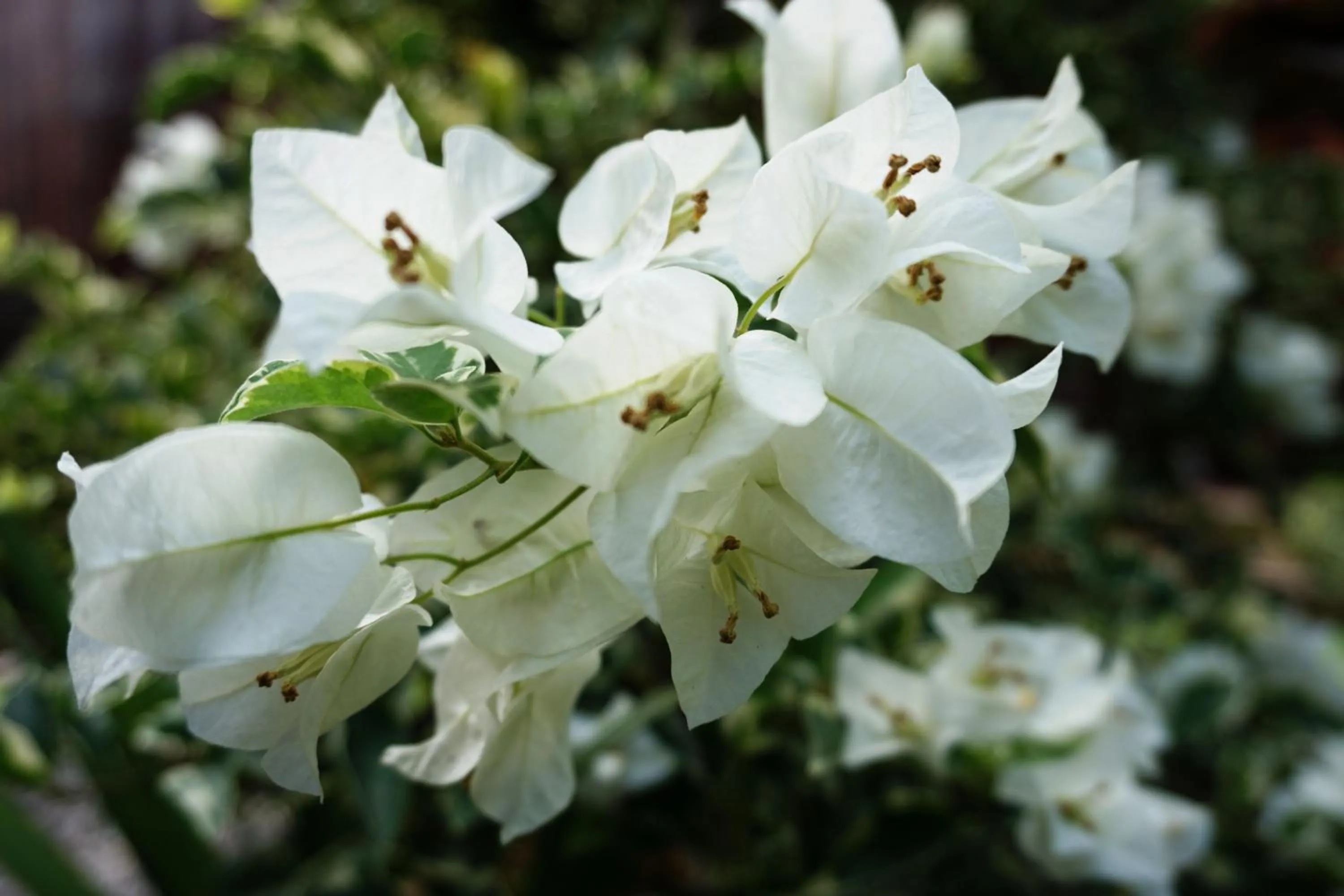 Garden in Louto Dmell Villa & Deluxe