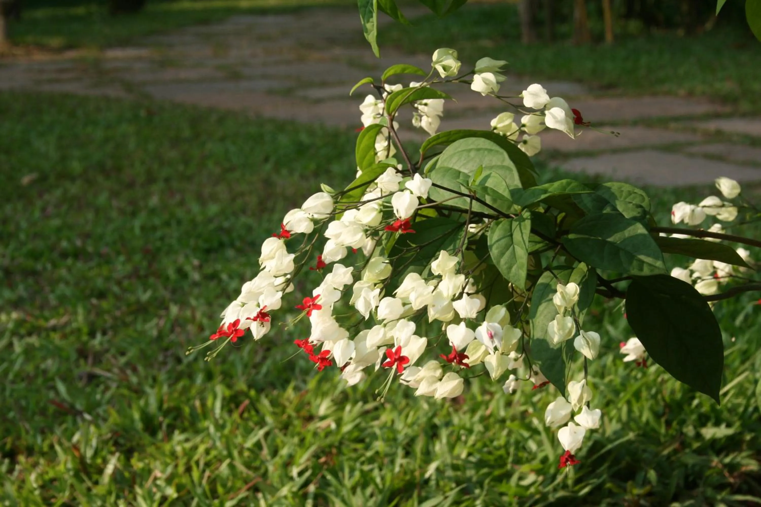 Garden in Neeleshwar Hermitage