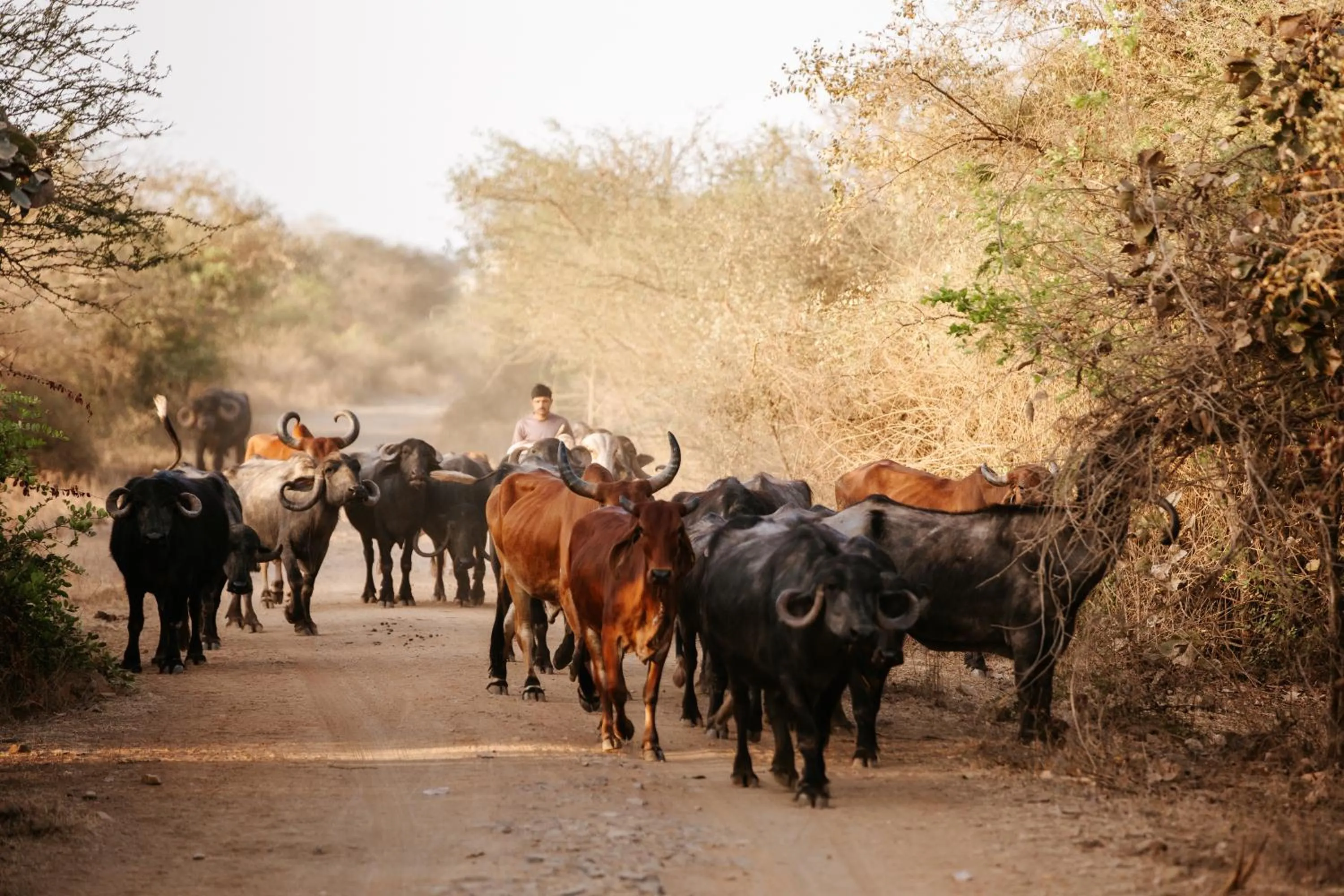 Animals in Daksh Eden Greenz -A Luxury Resort in Sasan Gir