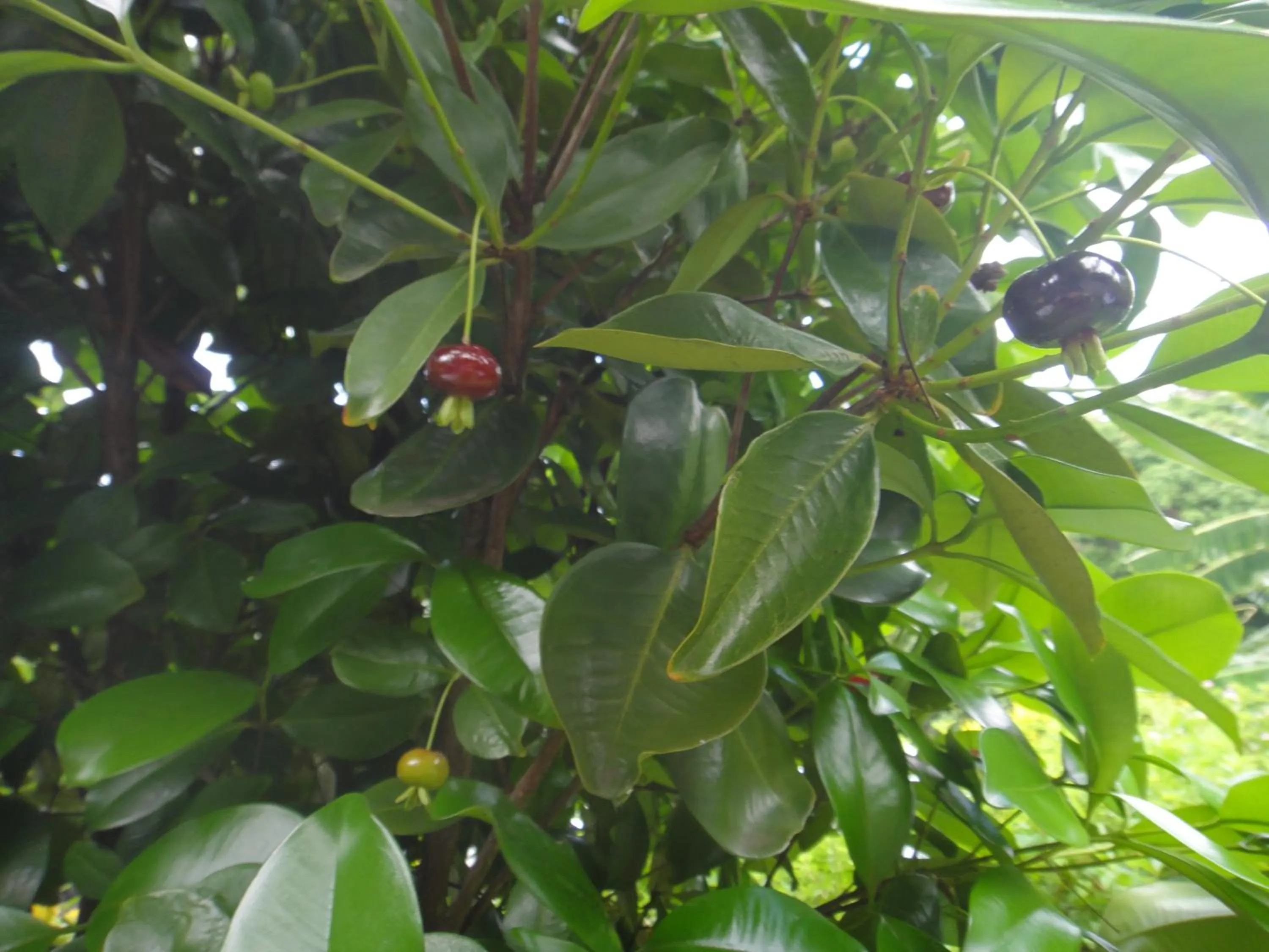 Garden view in Villa Hélèna B&B
