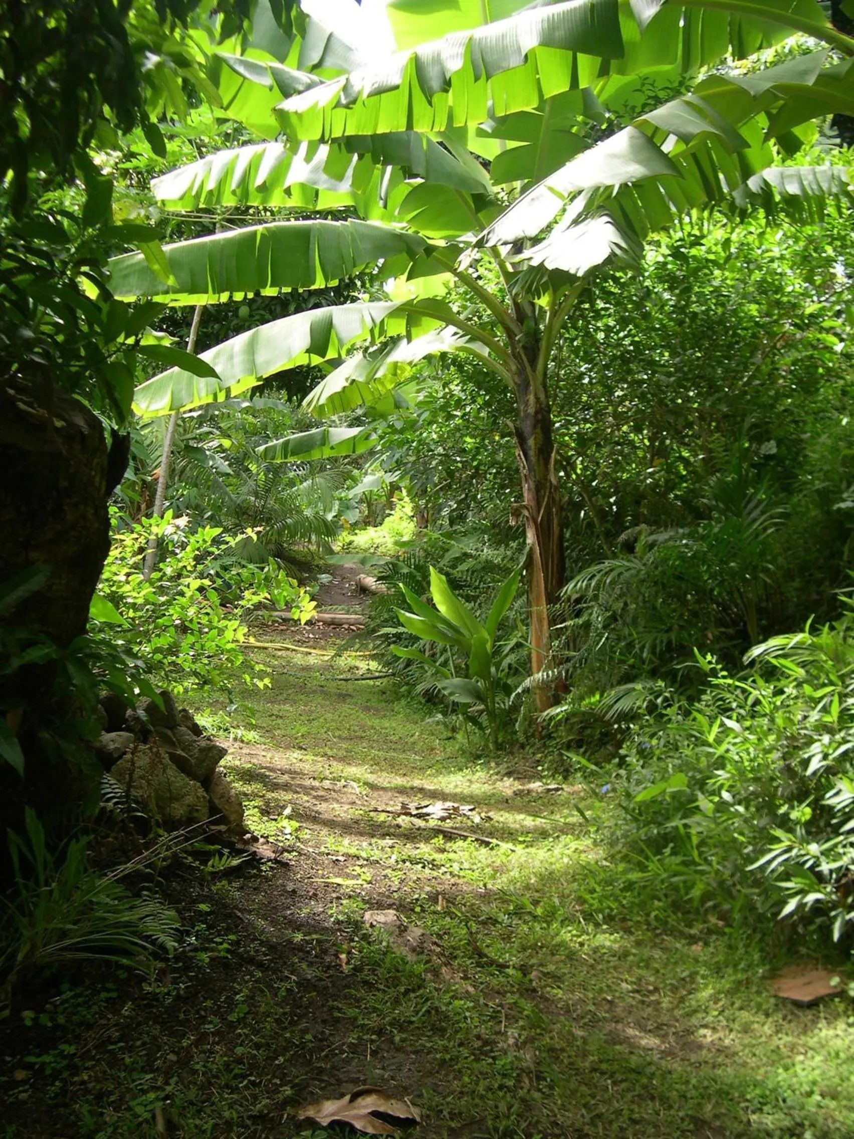 Garden view in Villa Hélèna B&B
