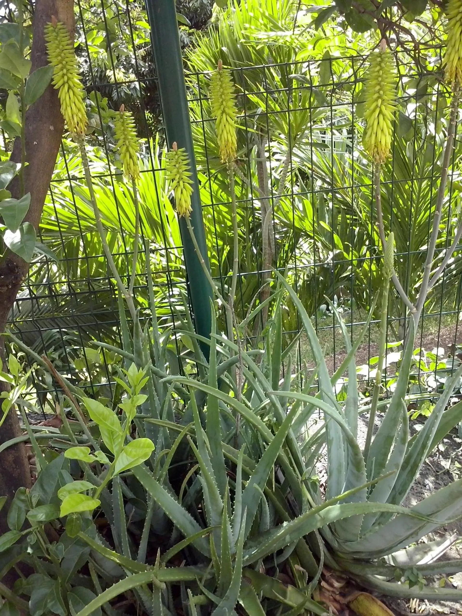 Garden view in Villa Hélèna B&B