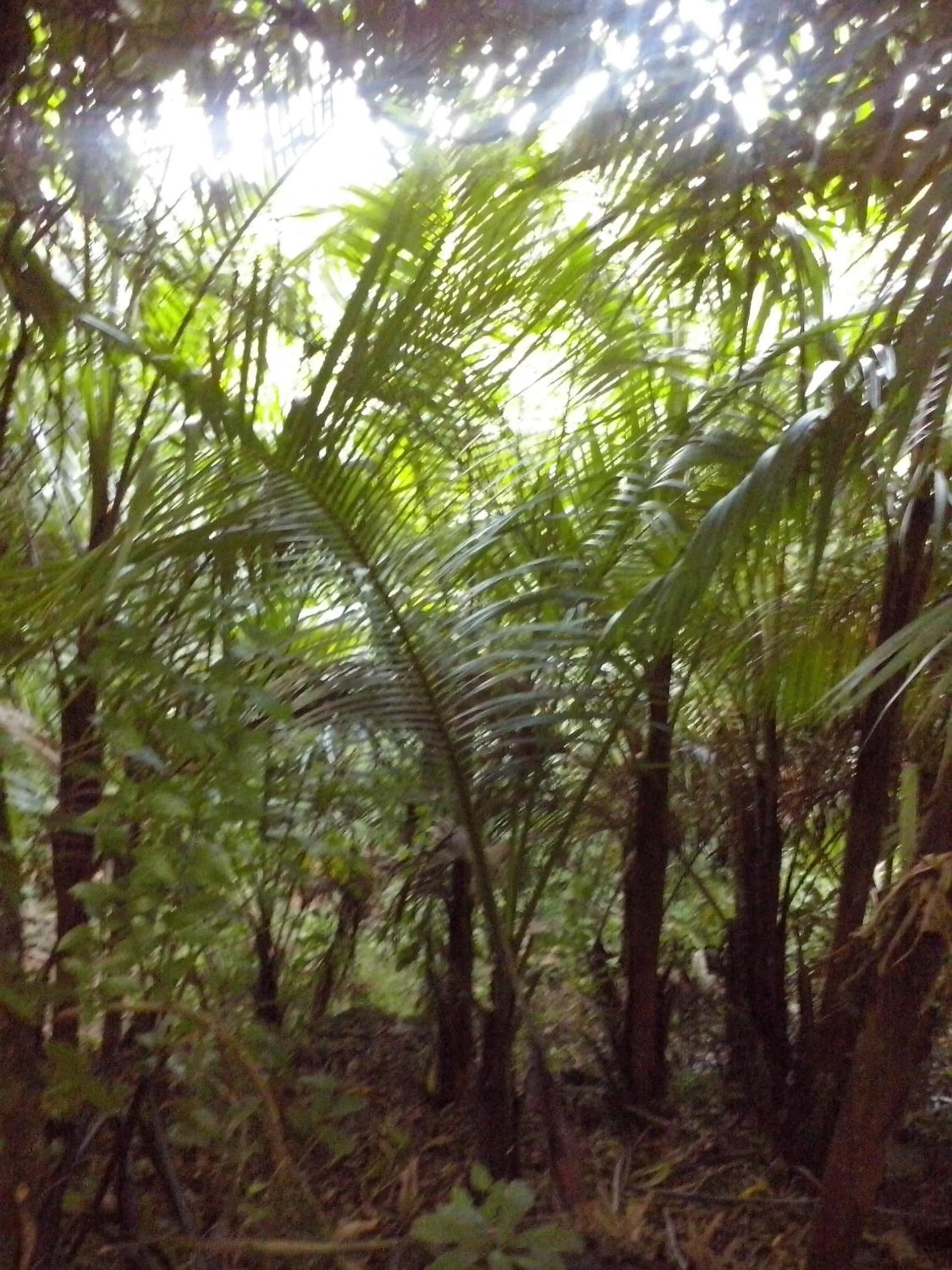 Garden in Villa Hélèna B&B