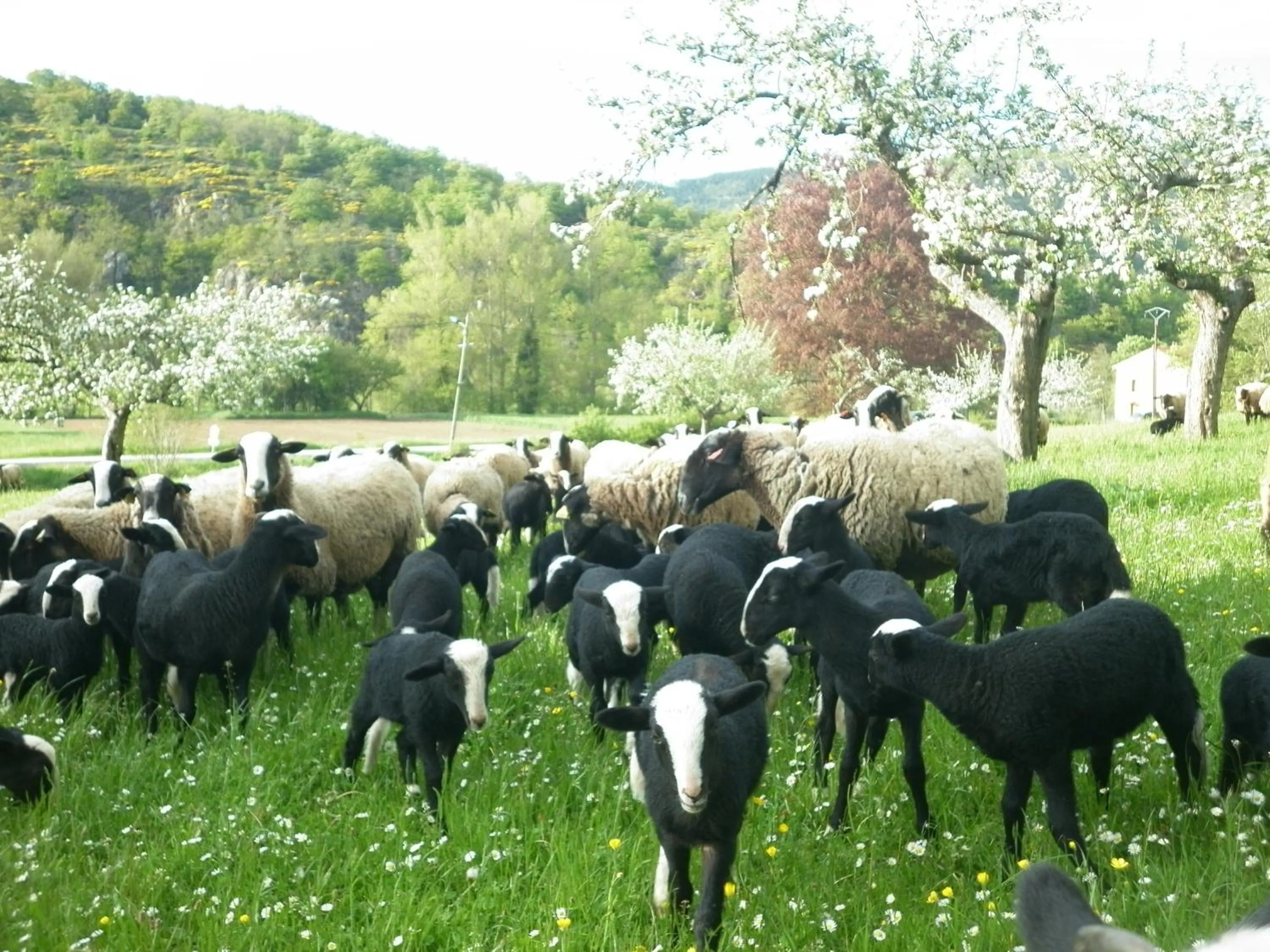 Animals in Chateau de Durianne
