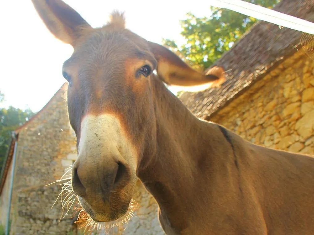 Property building in Chambres d'hôtes avec Piscine la Rossillonie