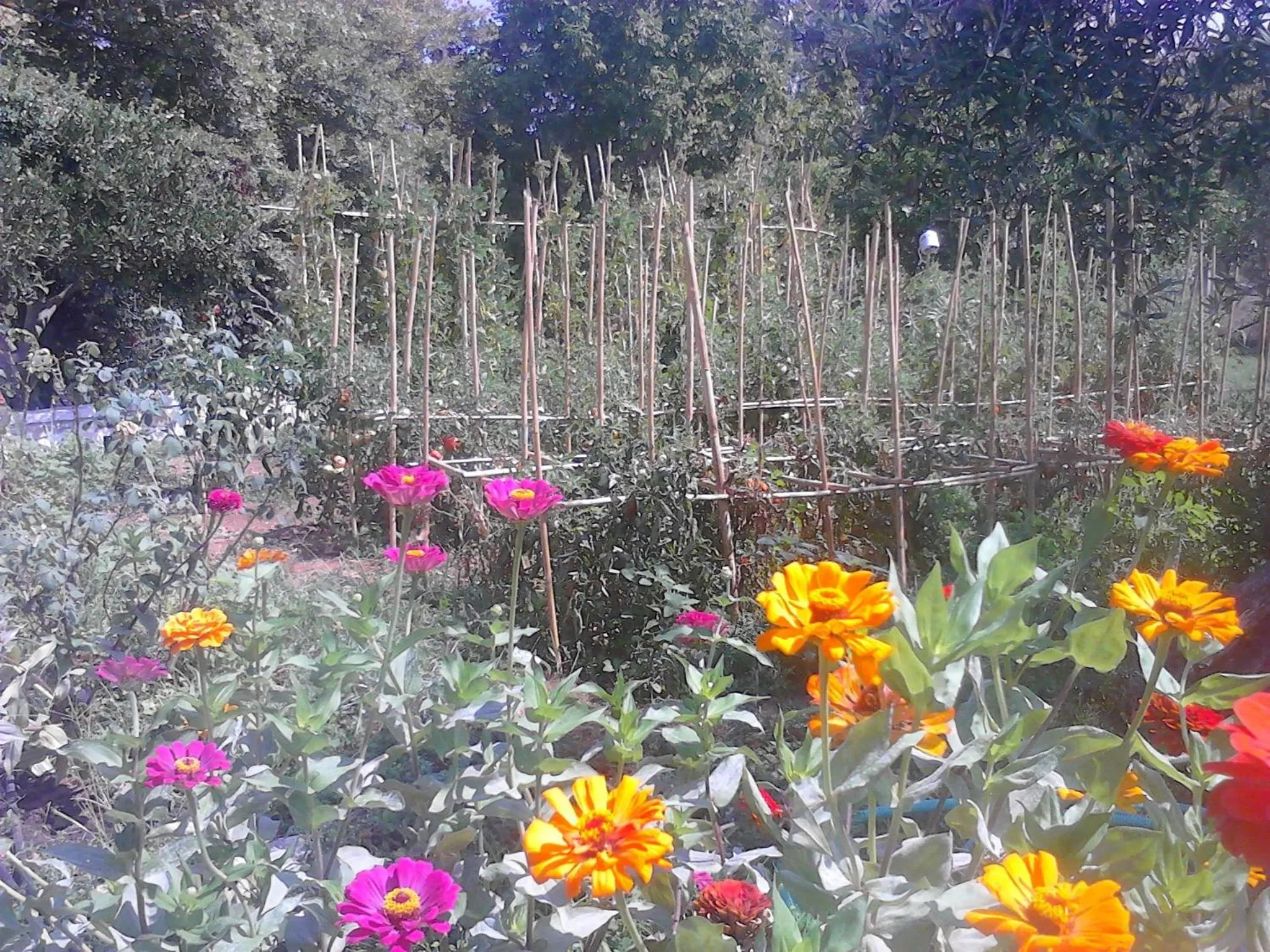 Appartamenti Angelika