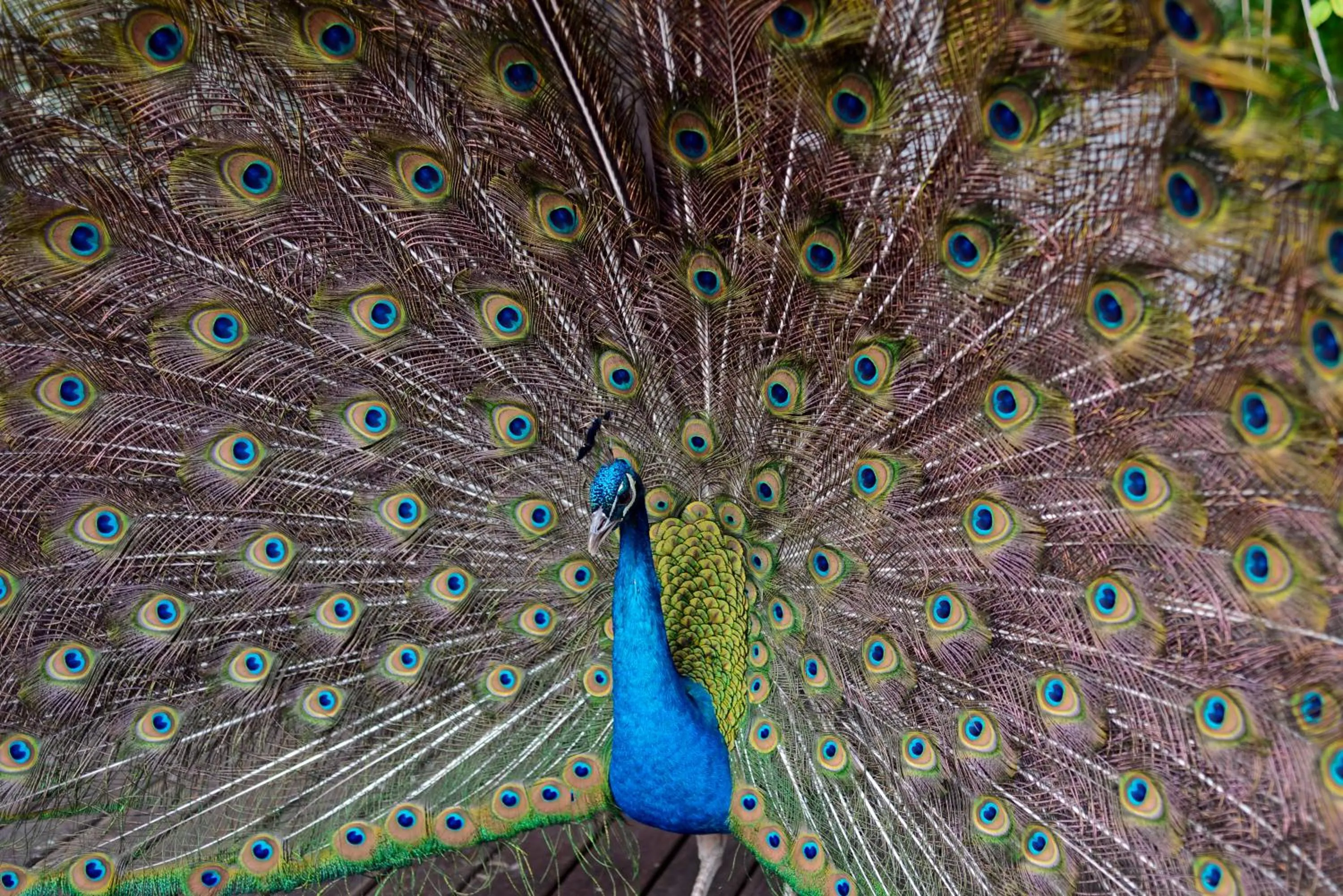 Animals in Carilo Village Apart Hotel & Spa