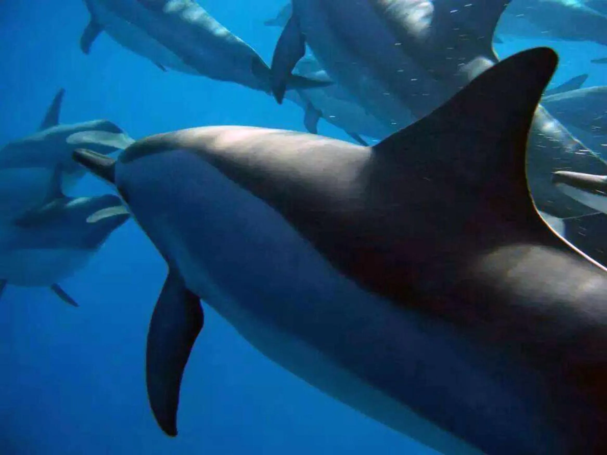 Snorkeling in Cosy Guest House Sous le Badamier