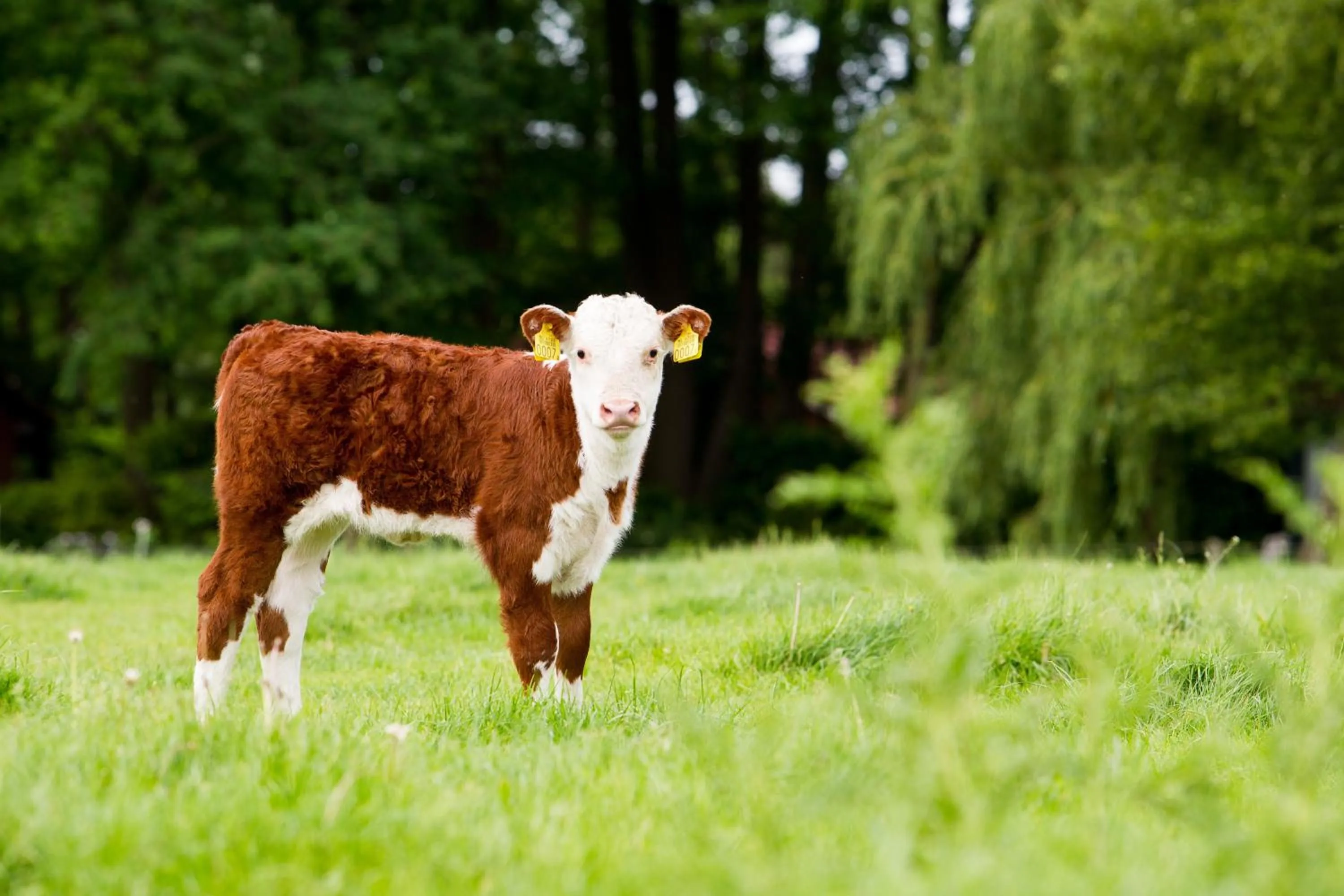 View (from property/room) in Hotel & Lodges Erve Bruggert