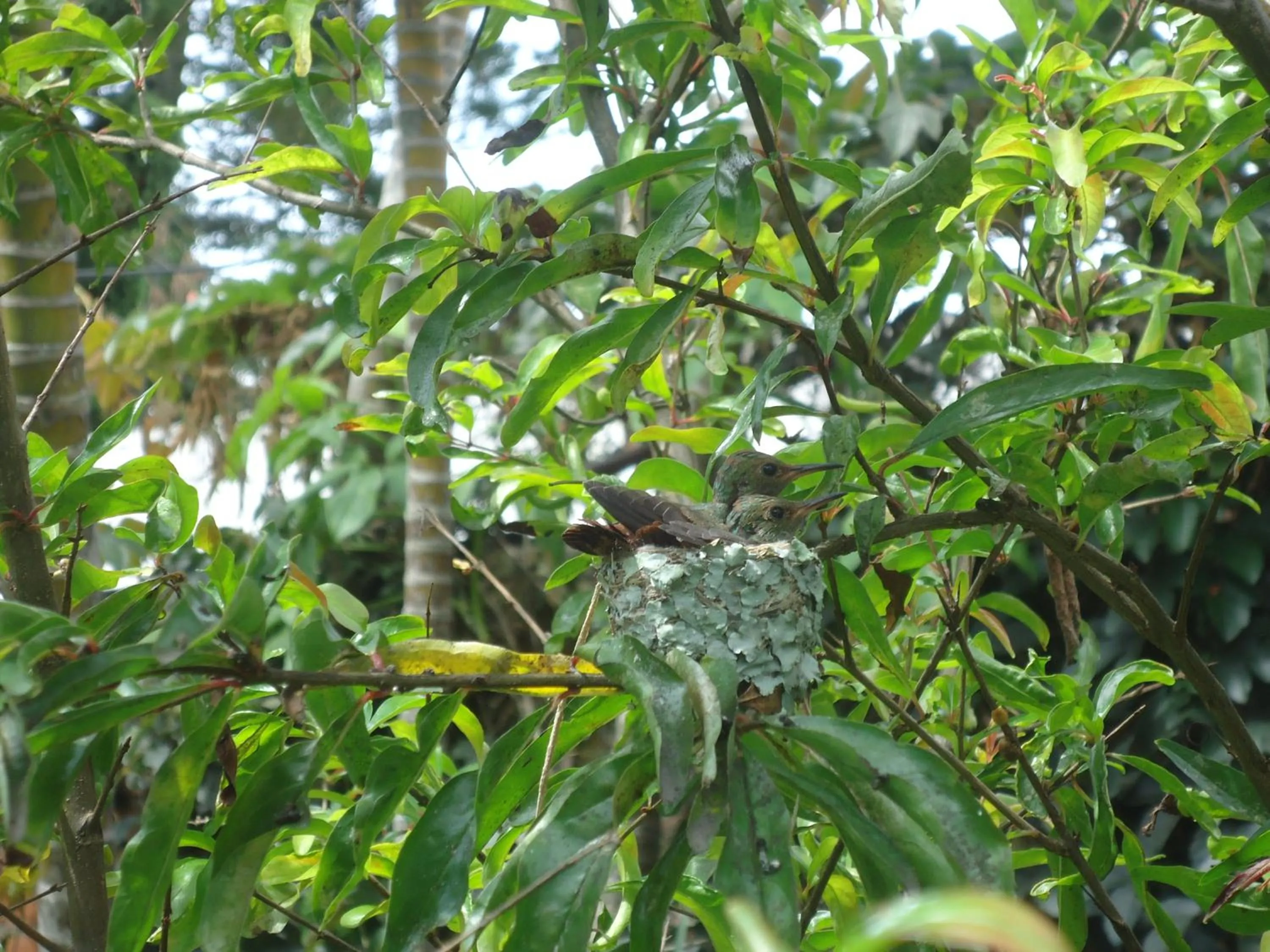 Garden in Boutique Hotel Casa Orquídeas