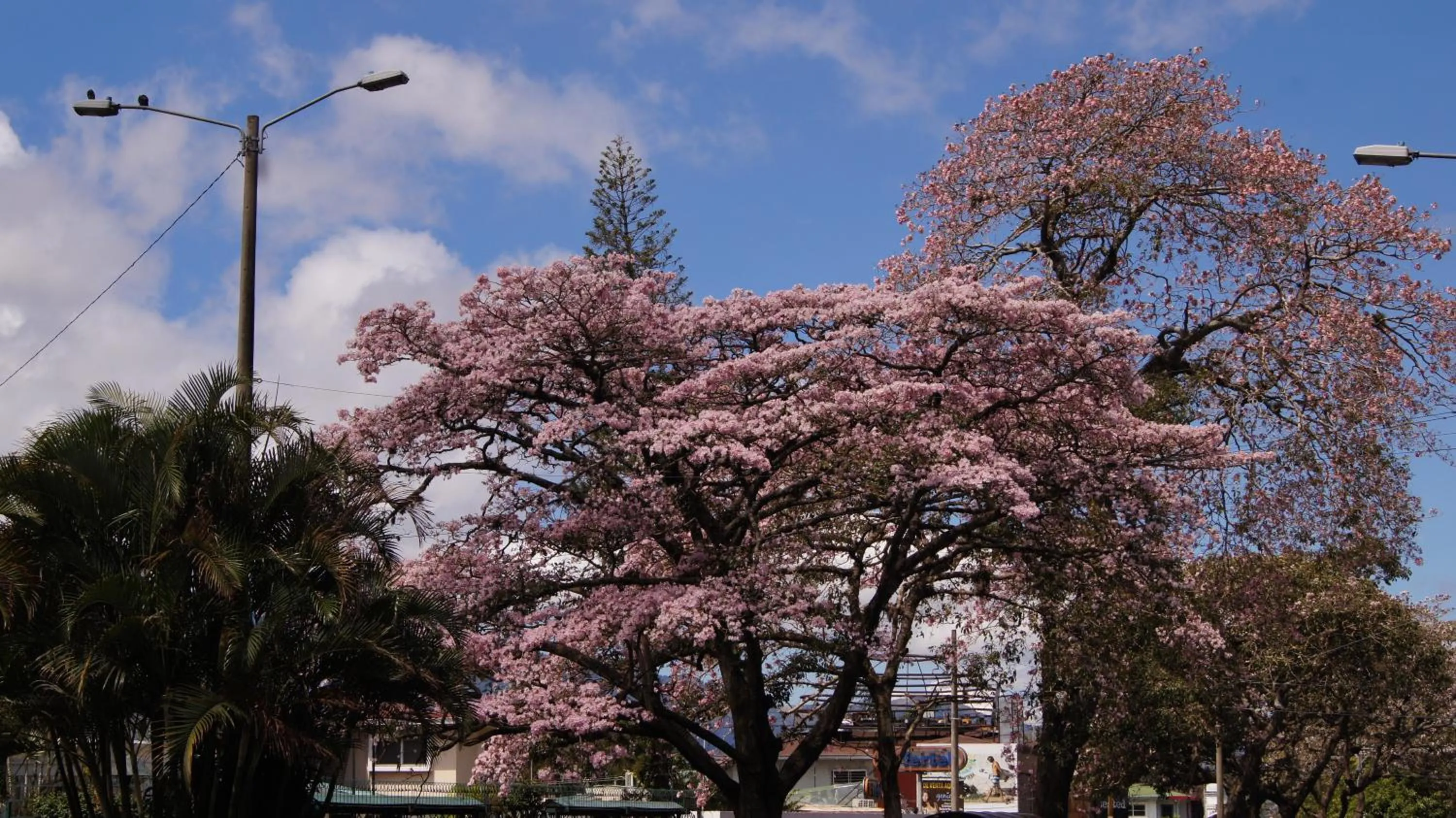 Neighbourhood in Boutique Hotel Casa Orquídeas