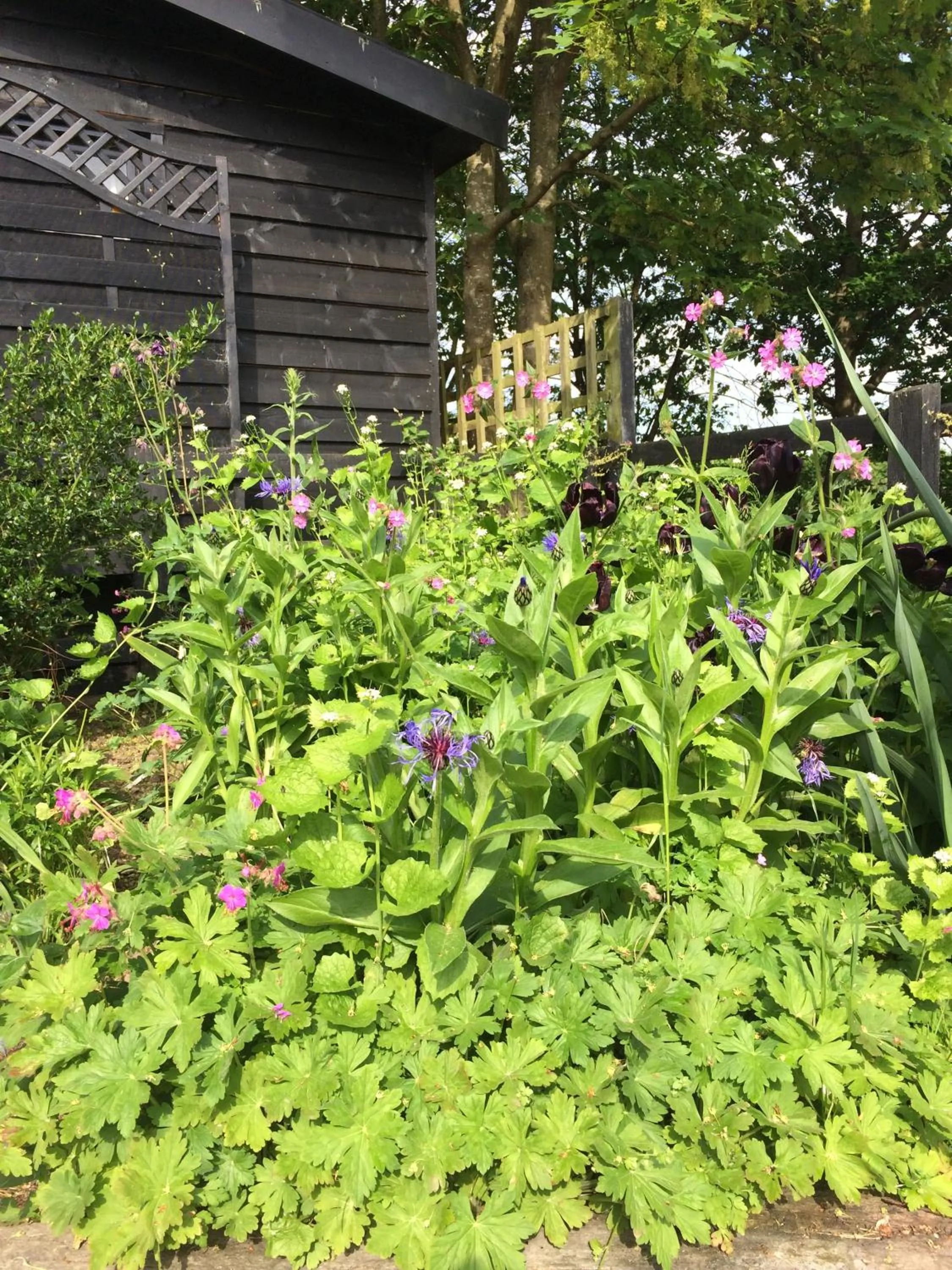 Patio in the Orangery - BnB Suites