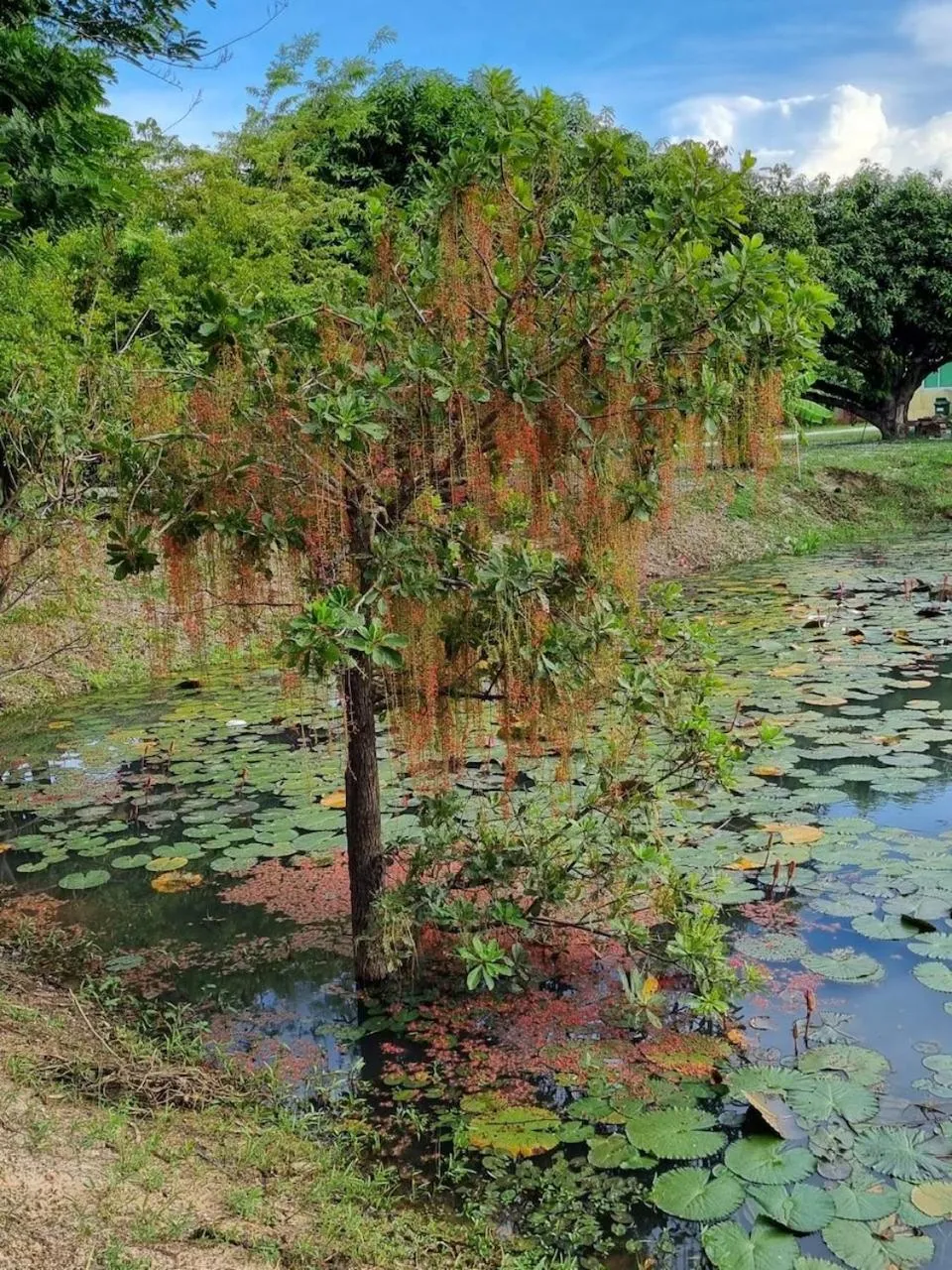 Natural landscape in Kalae Resort