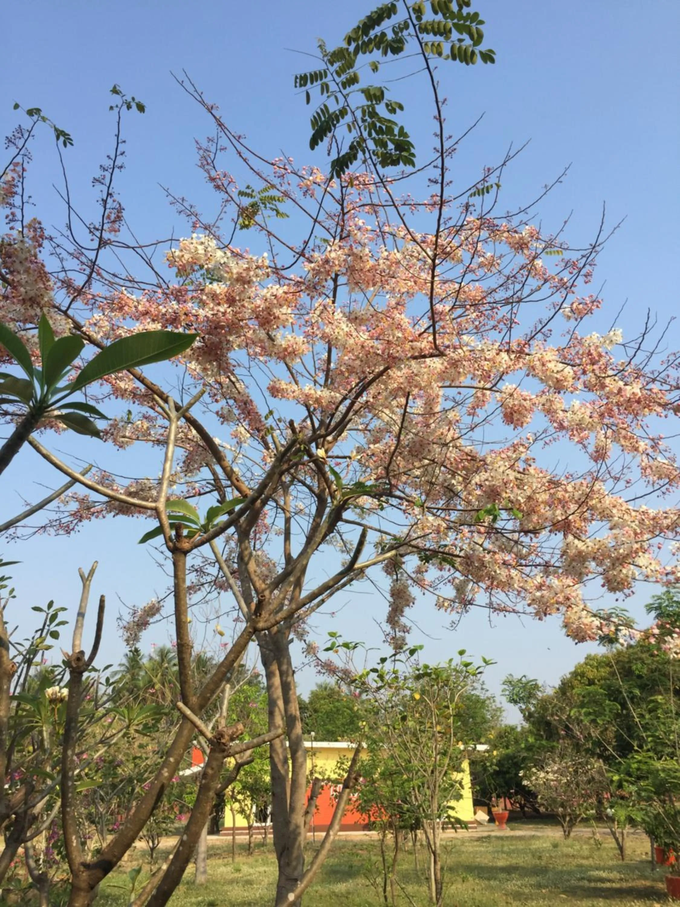 Natural landscape in Kalae Resort