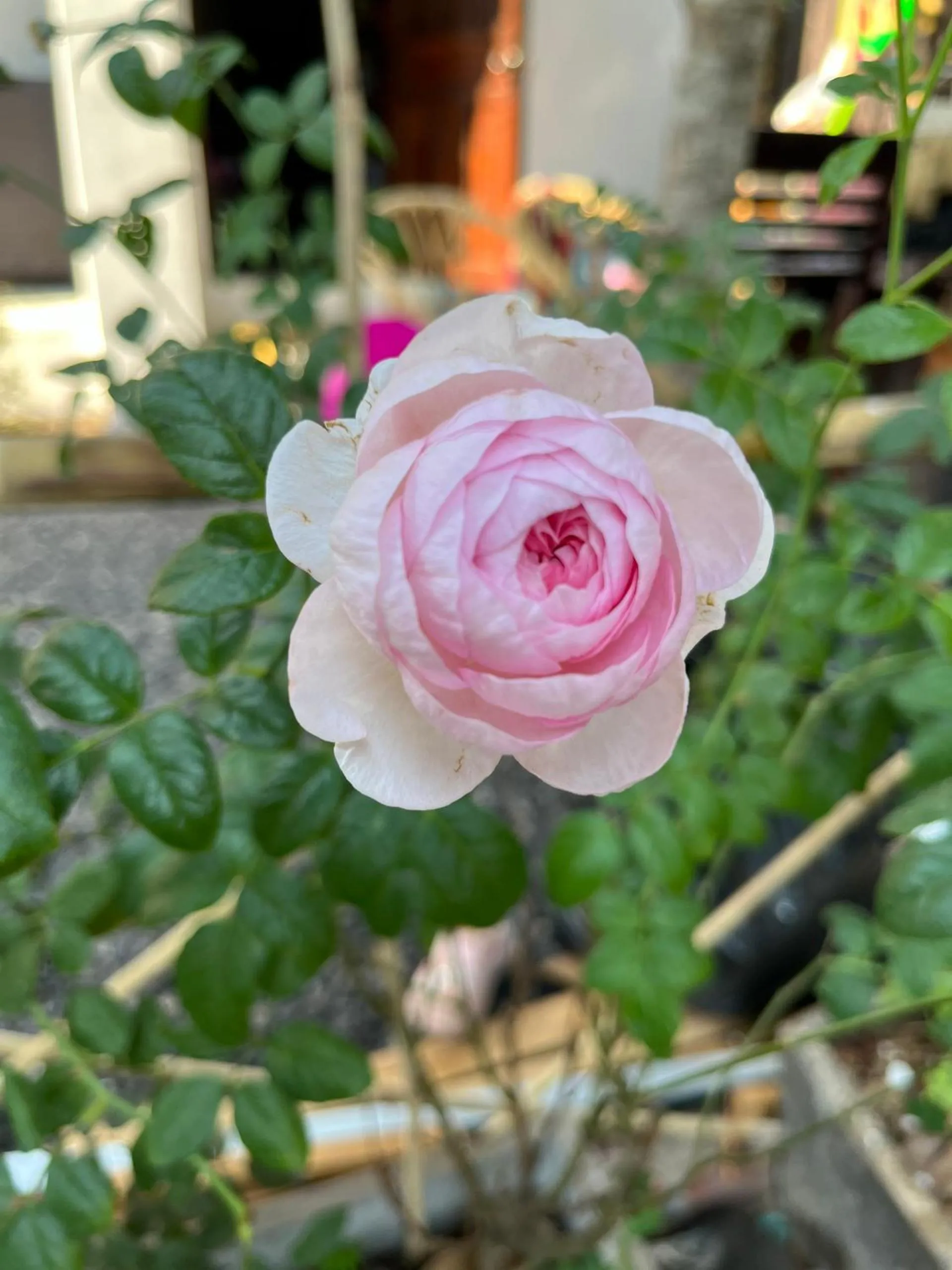 Spring in Villa Namkhan Heritage