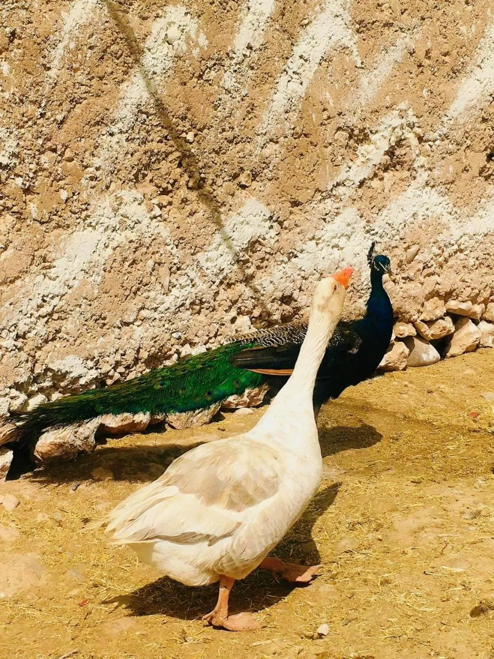 Pets in Family Village Marrakech