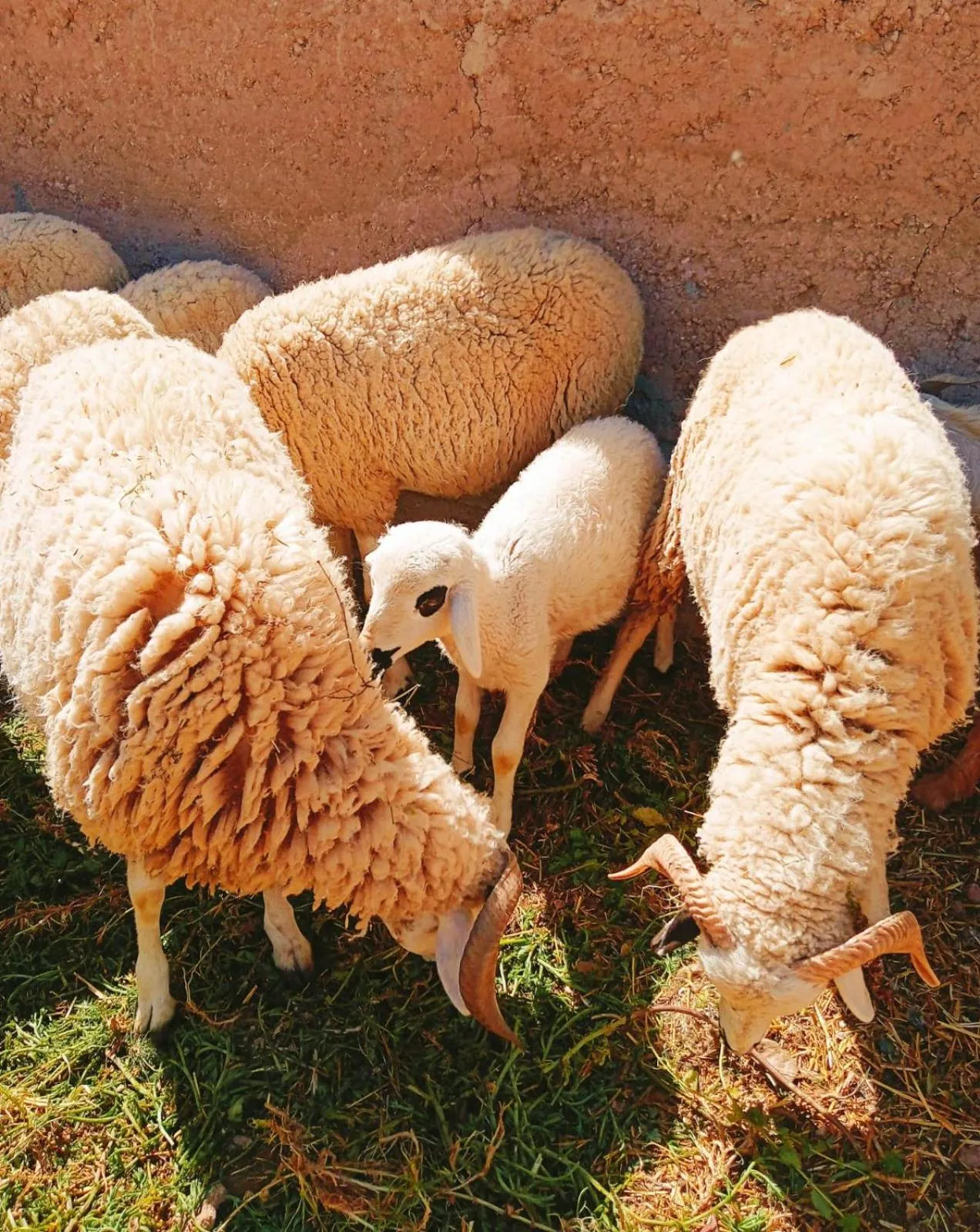 Animals in Family Village Marrakech