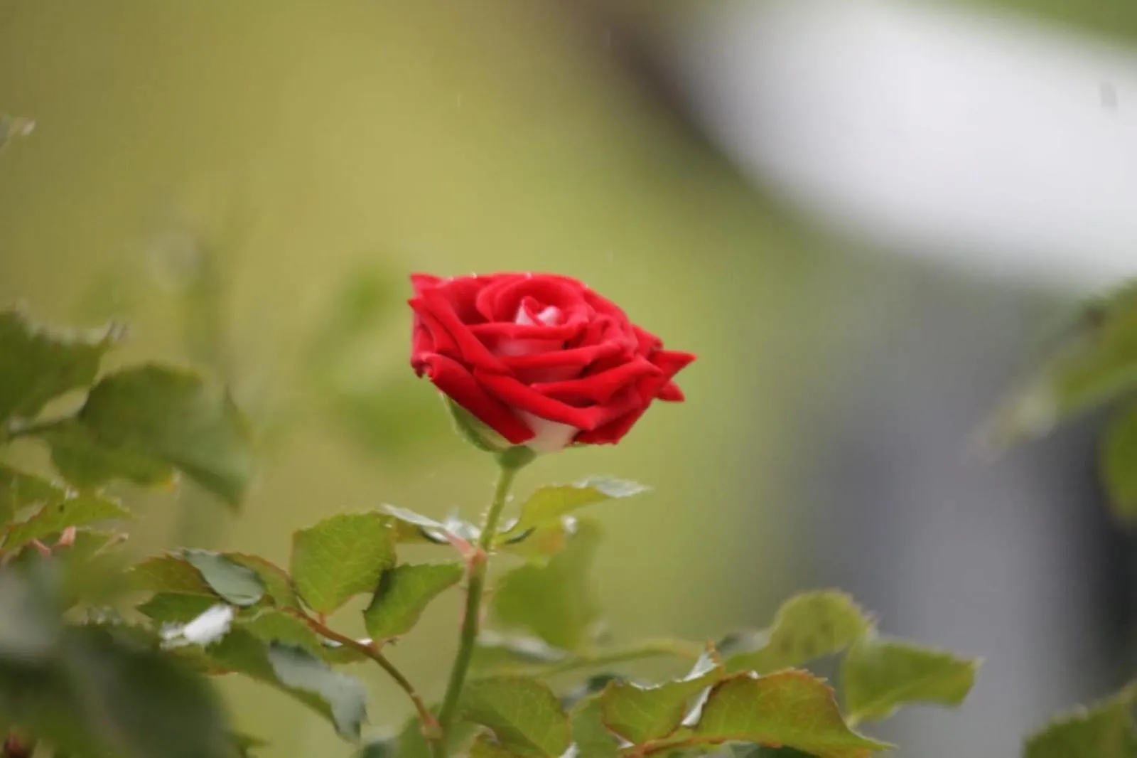 Garden in Cleveland Resorts Kanthalloor