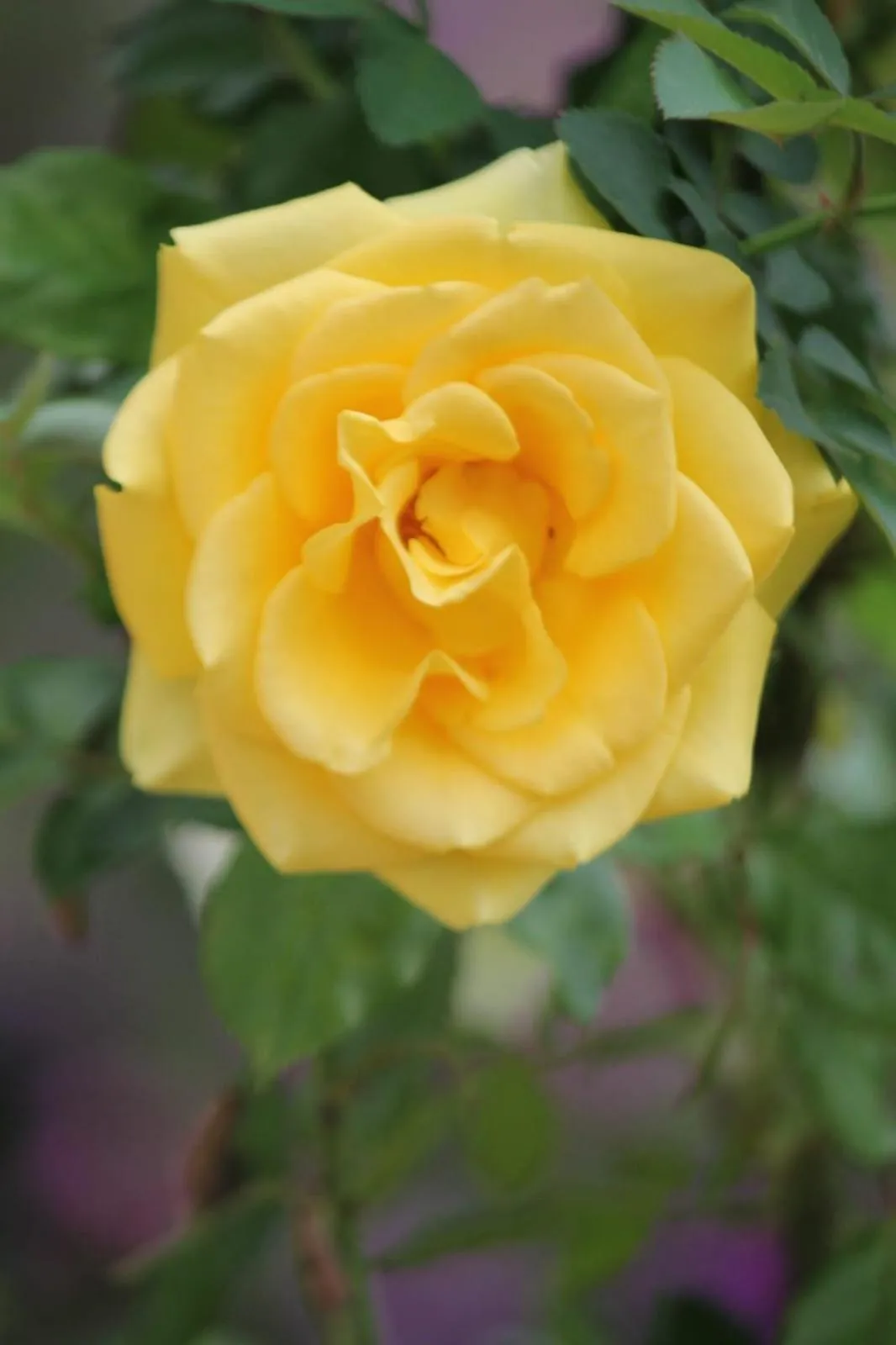 Garden view in Cleveland Resorts Kanthalloor