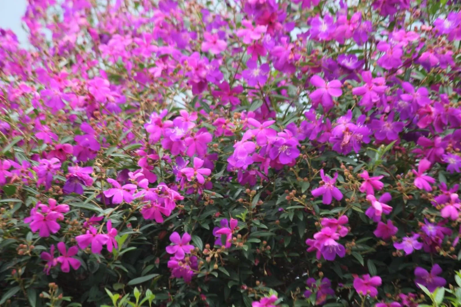 Garden view in Cleveland Resorts Kanthalloor