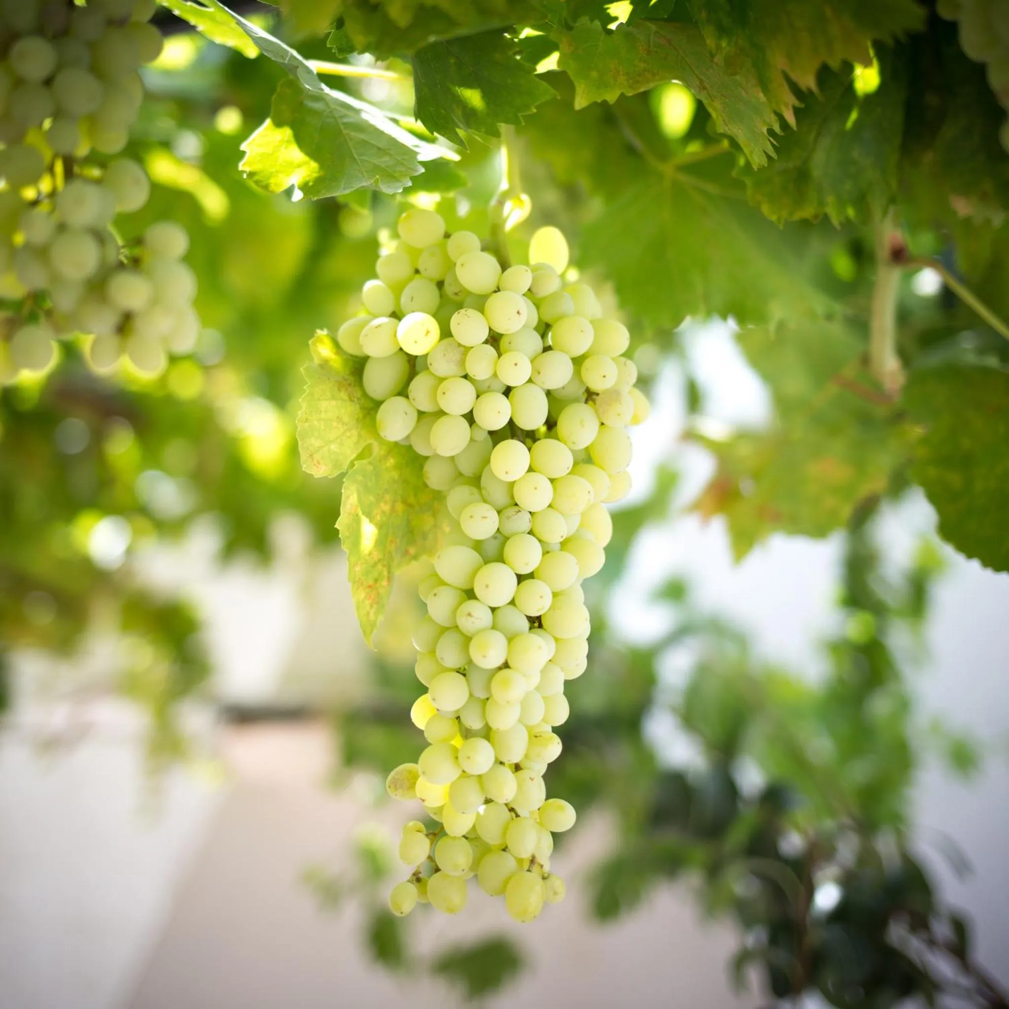 Garden in Prince Albert Country Stay