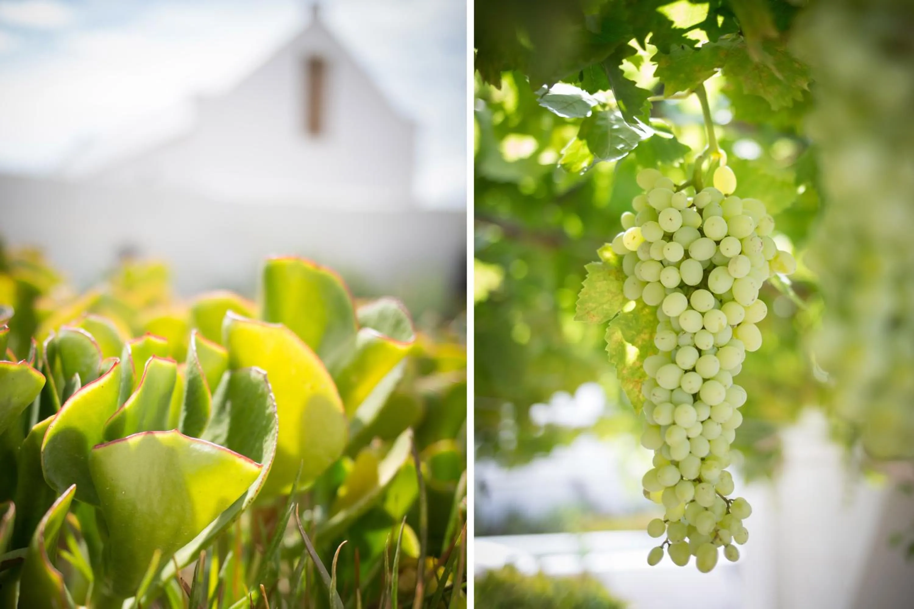 Garden in Prince Albert Country Stay