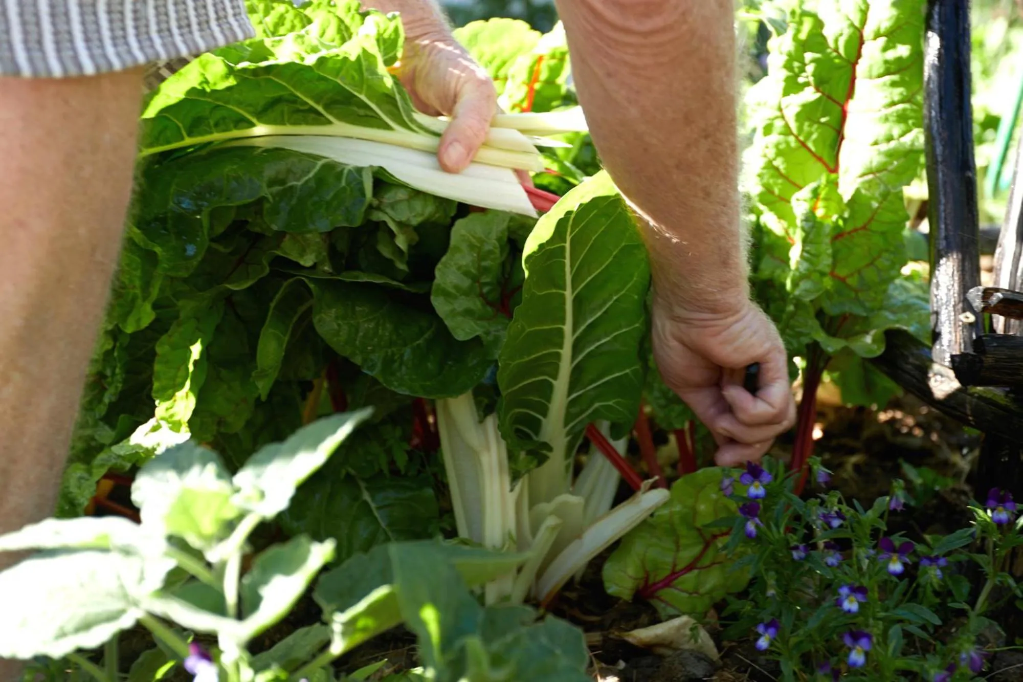 Garden in Prince Albert Country Stay