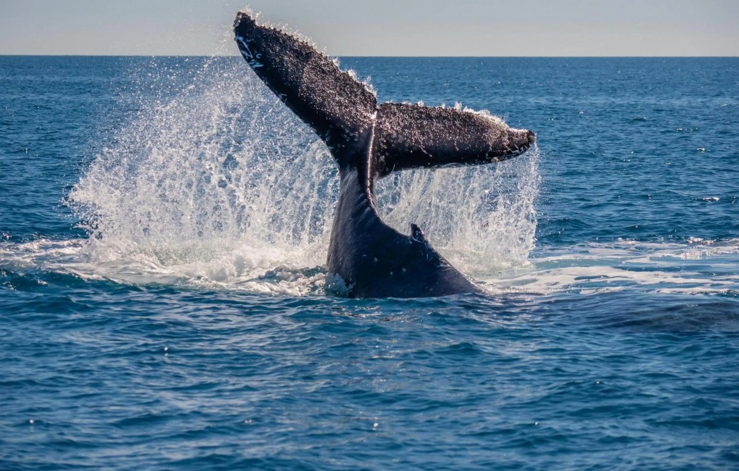 Natural landscape in Playa Cativo Lodge